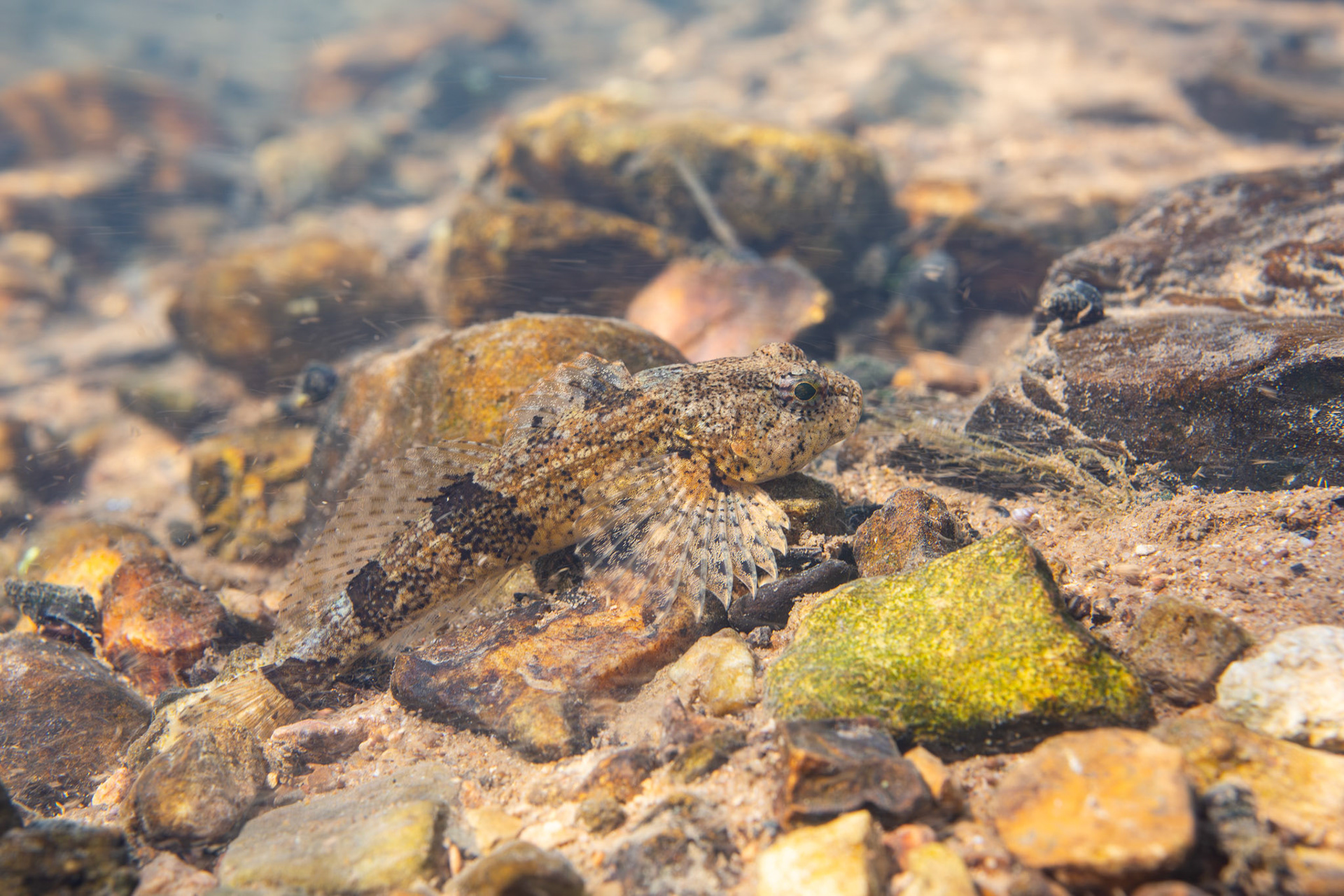Banded Sculpin