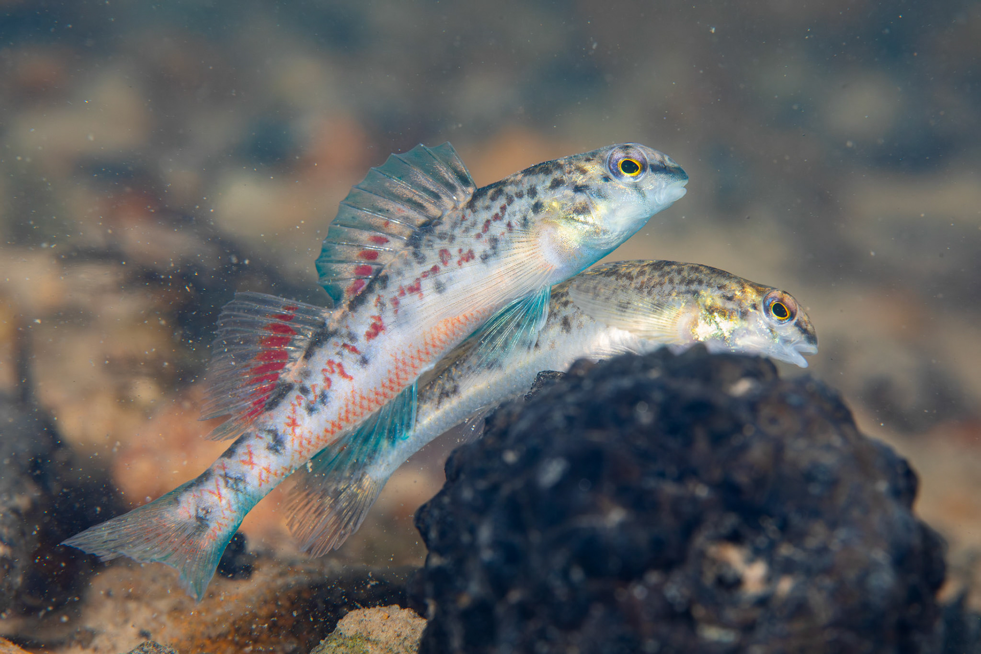 Tombigbee Darter