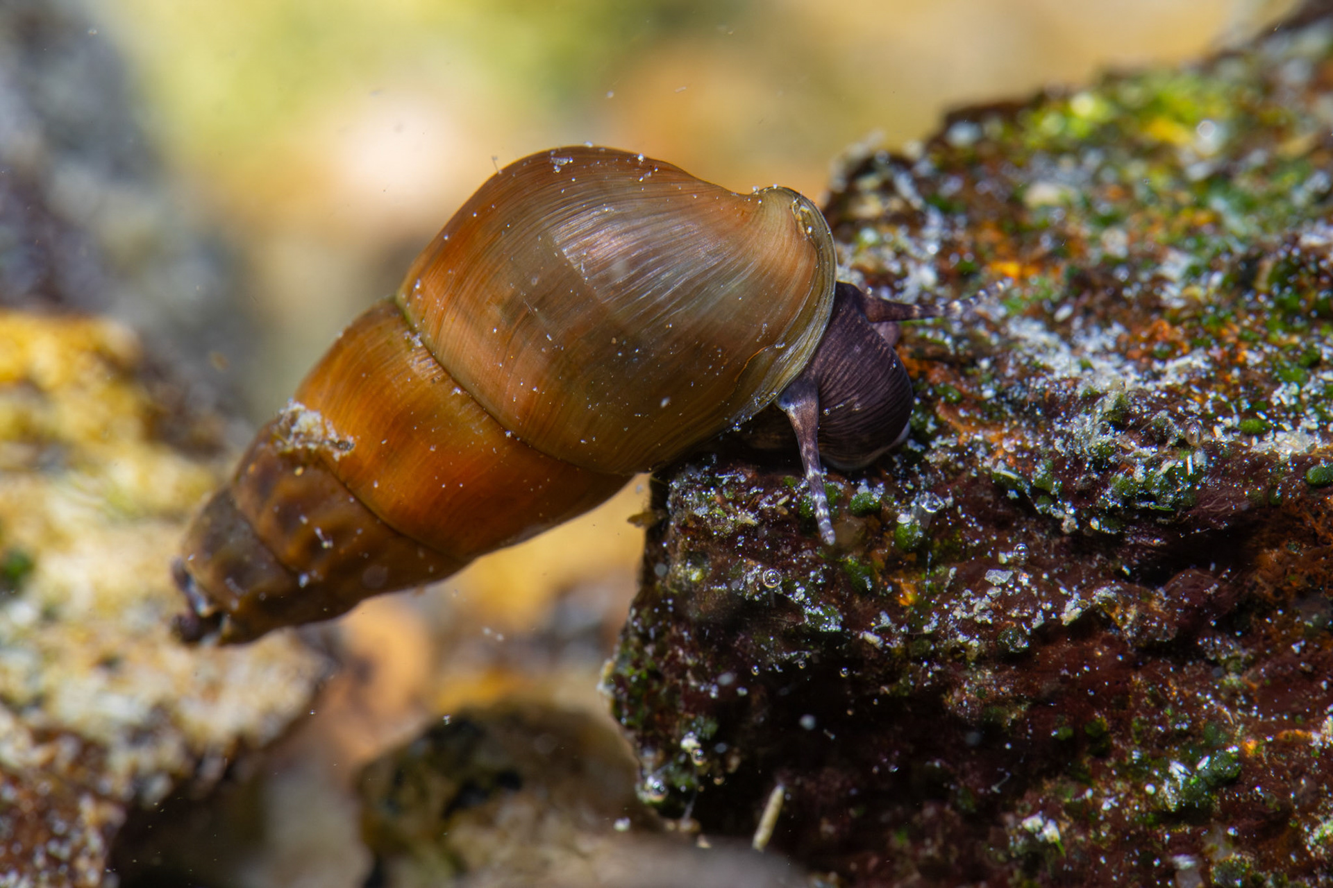 Elimia sp.