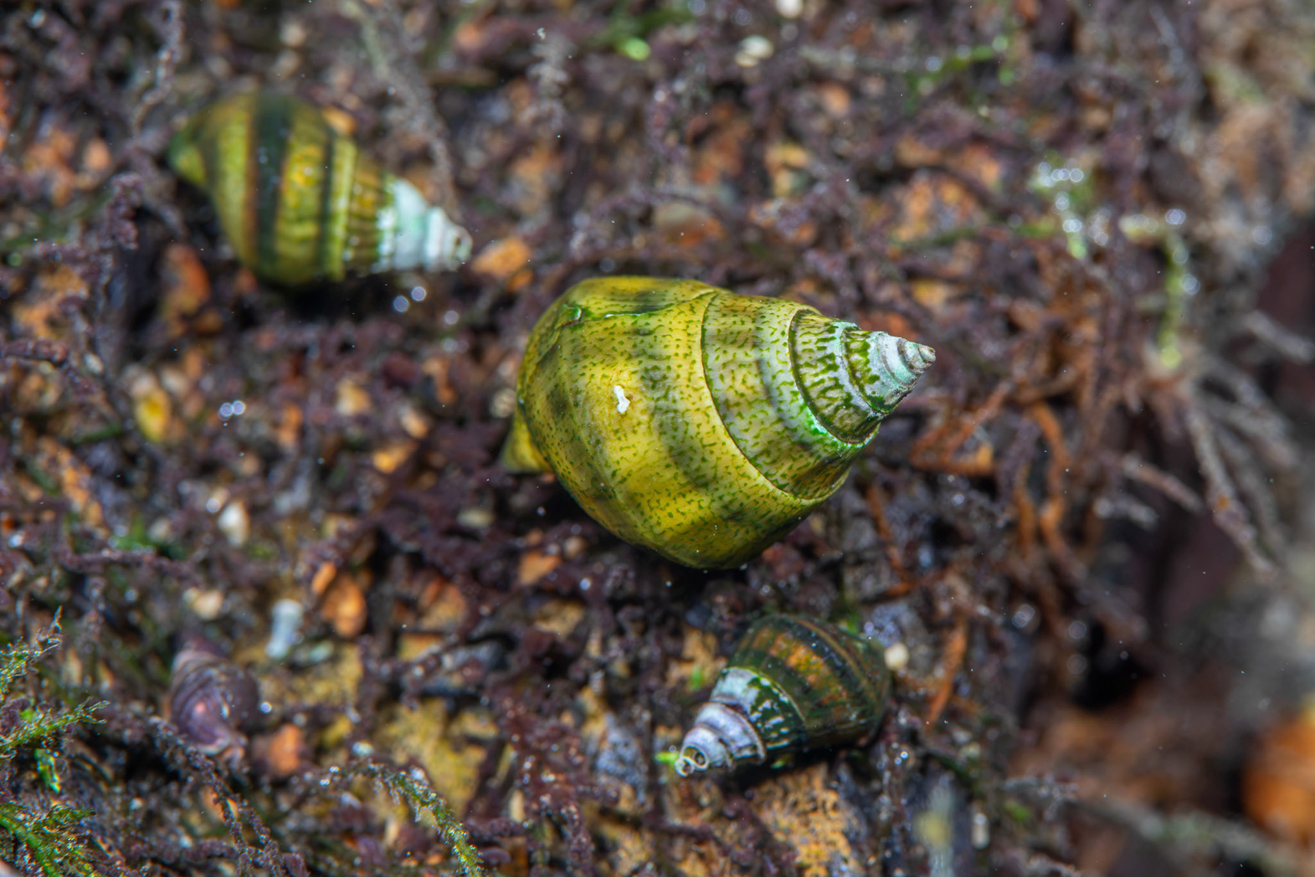 Coldwater Elimia