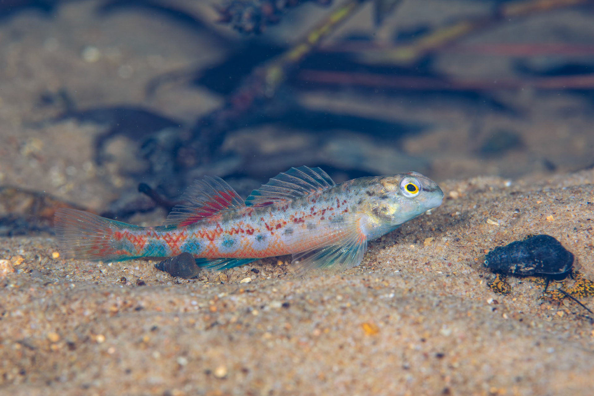 Tombigbee Darter