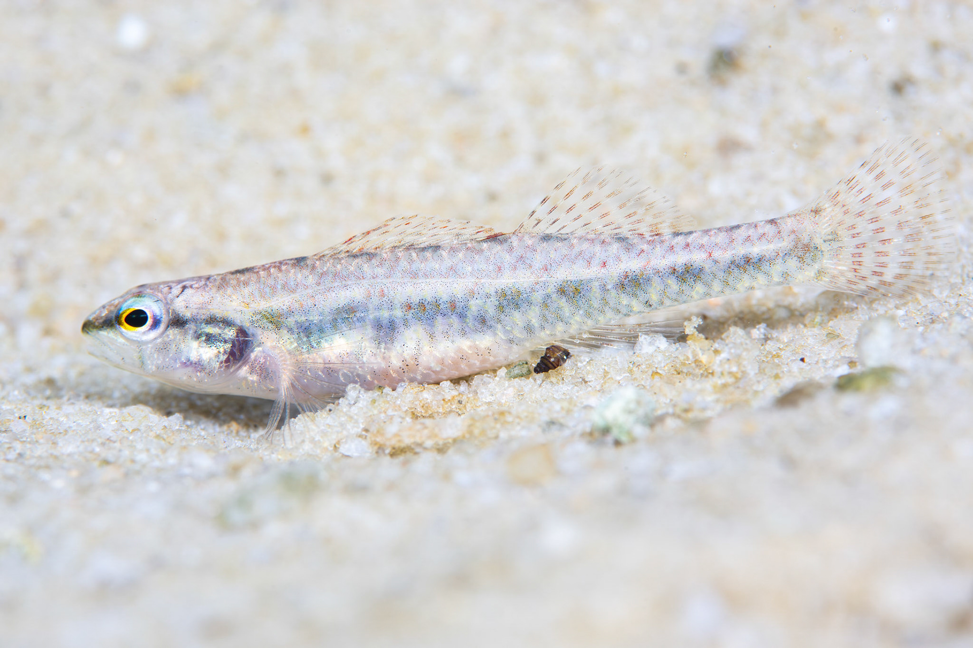 Brown Darter