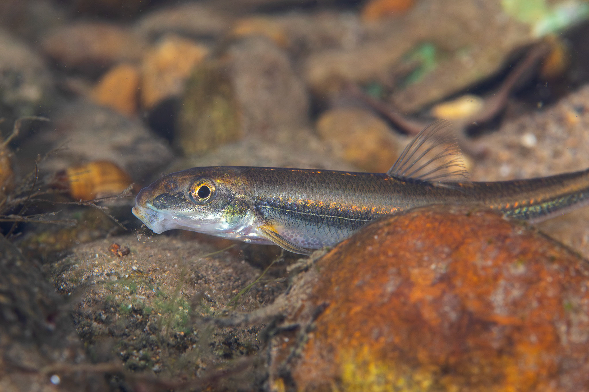 Riffle Minnow