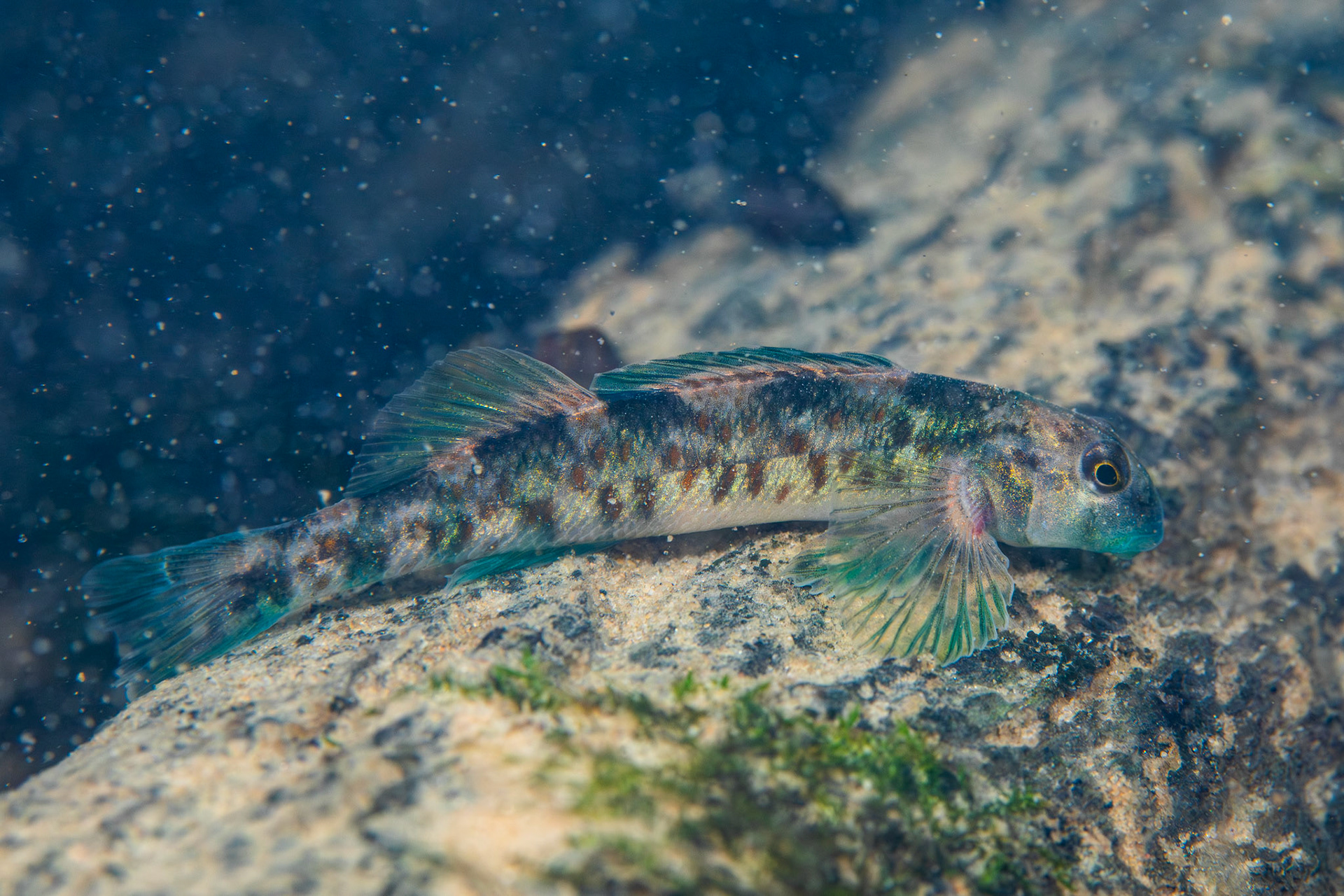 Rock Darter