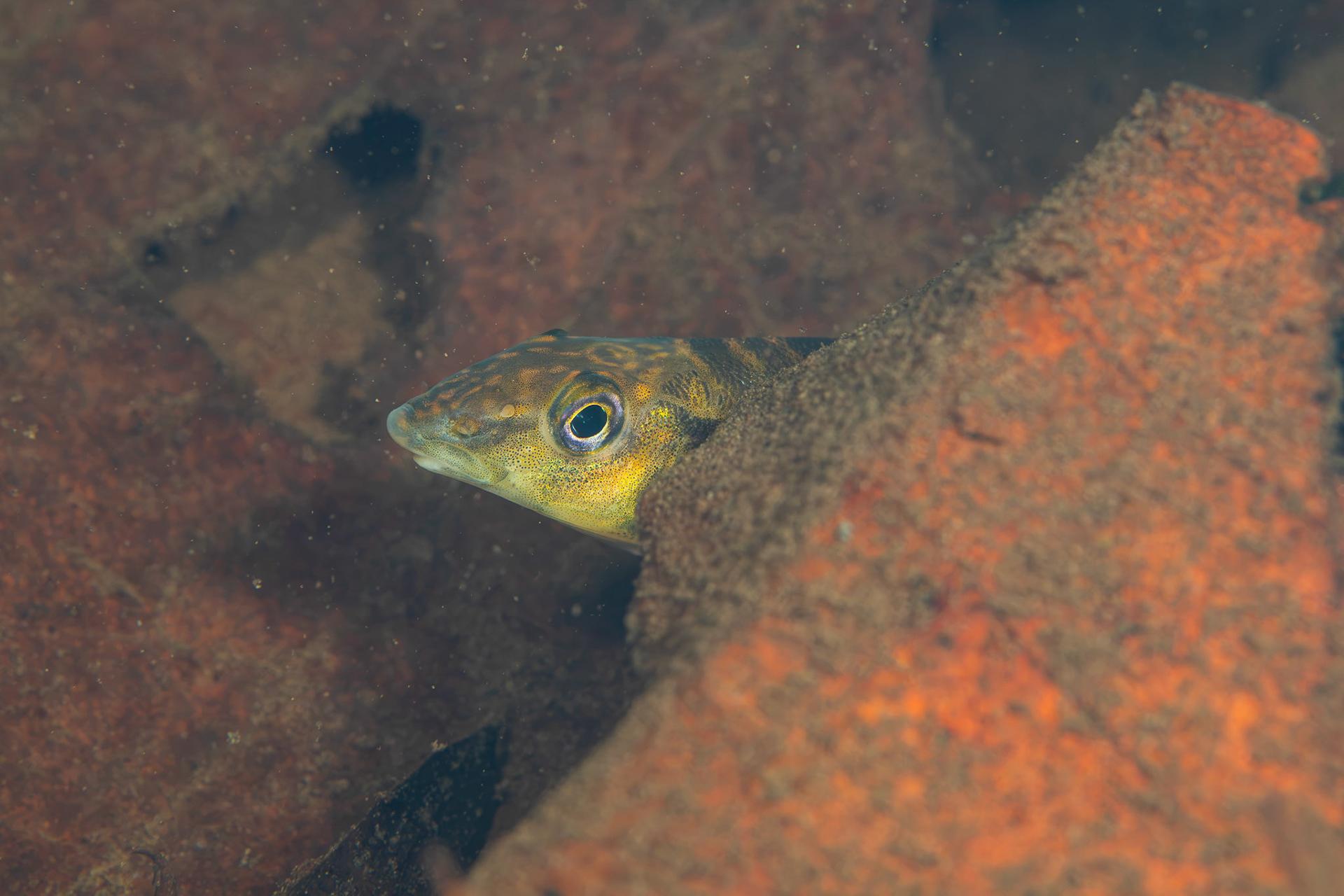 Common Logperch