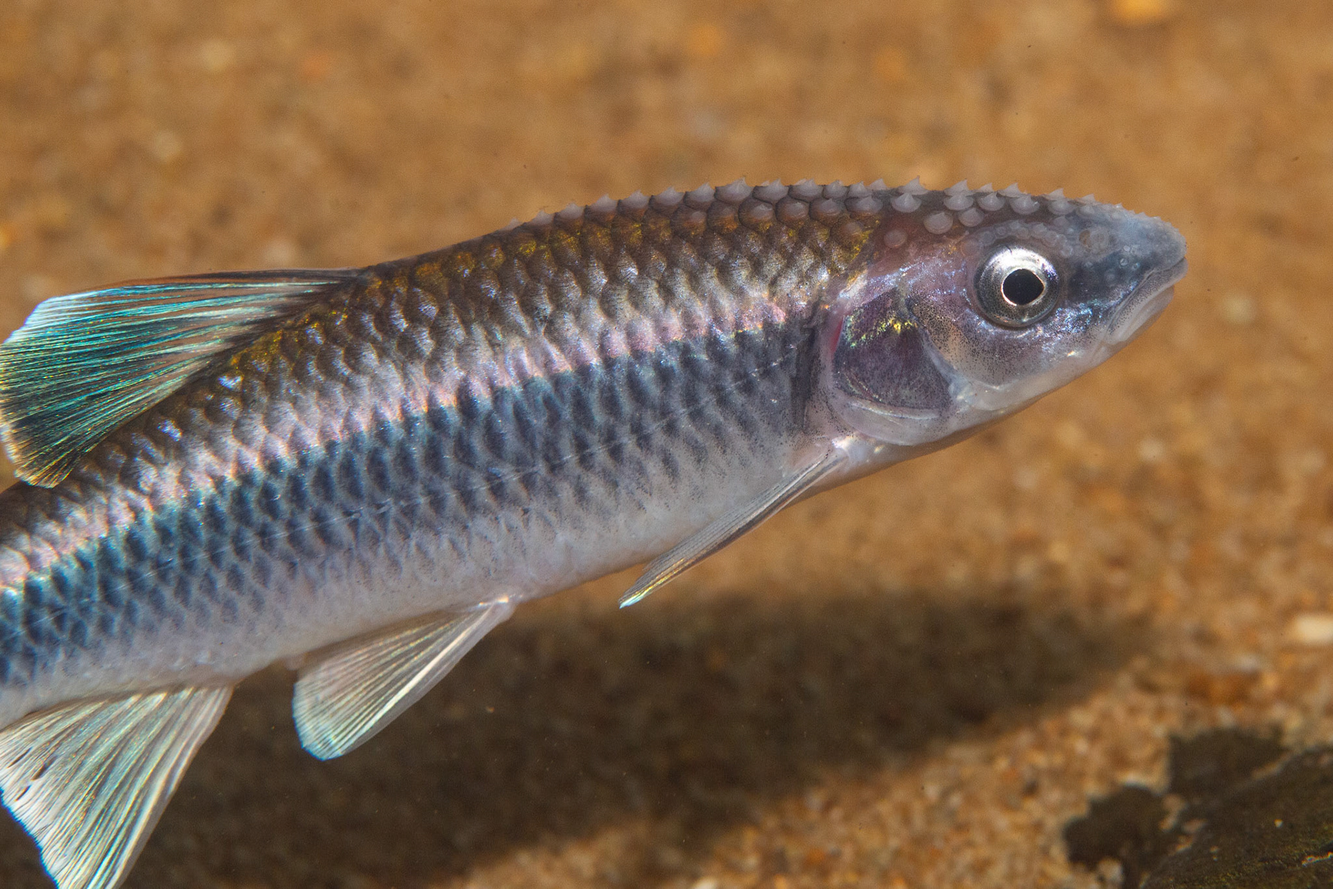 Alabama Shiner