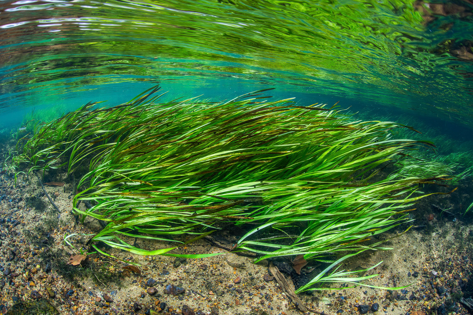 Aquatic vegetation in a spring run