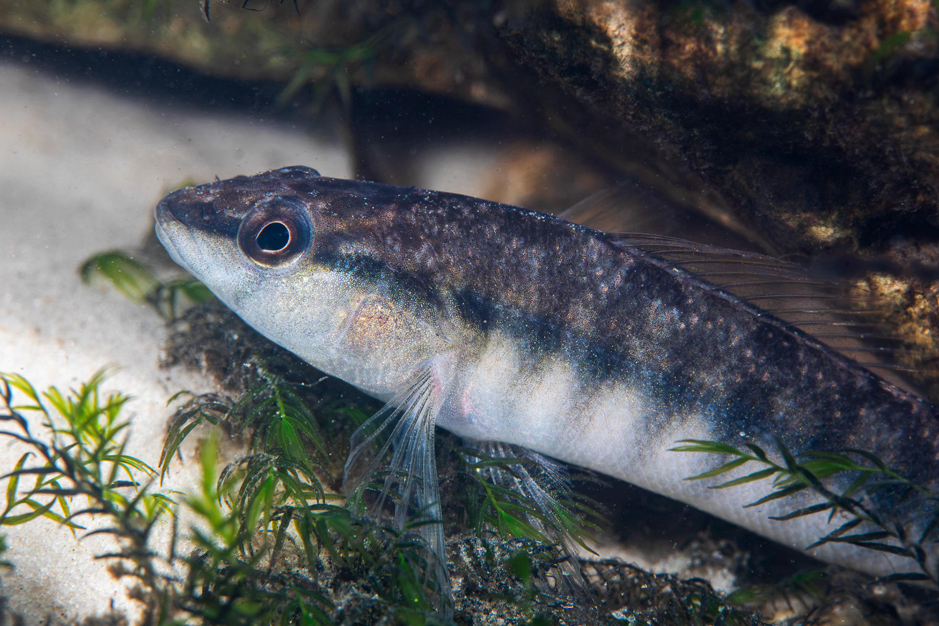 Blackbanded Darter