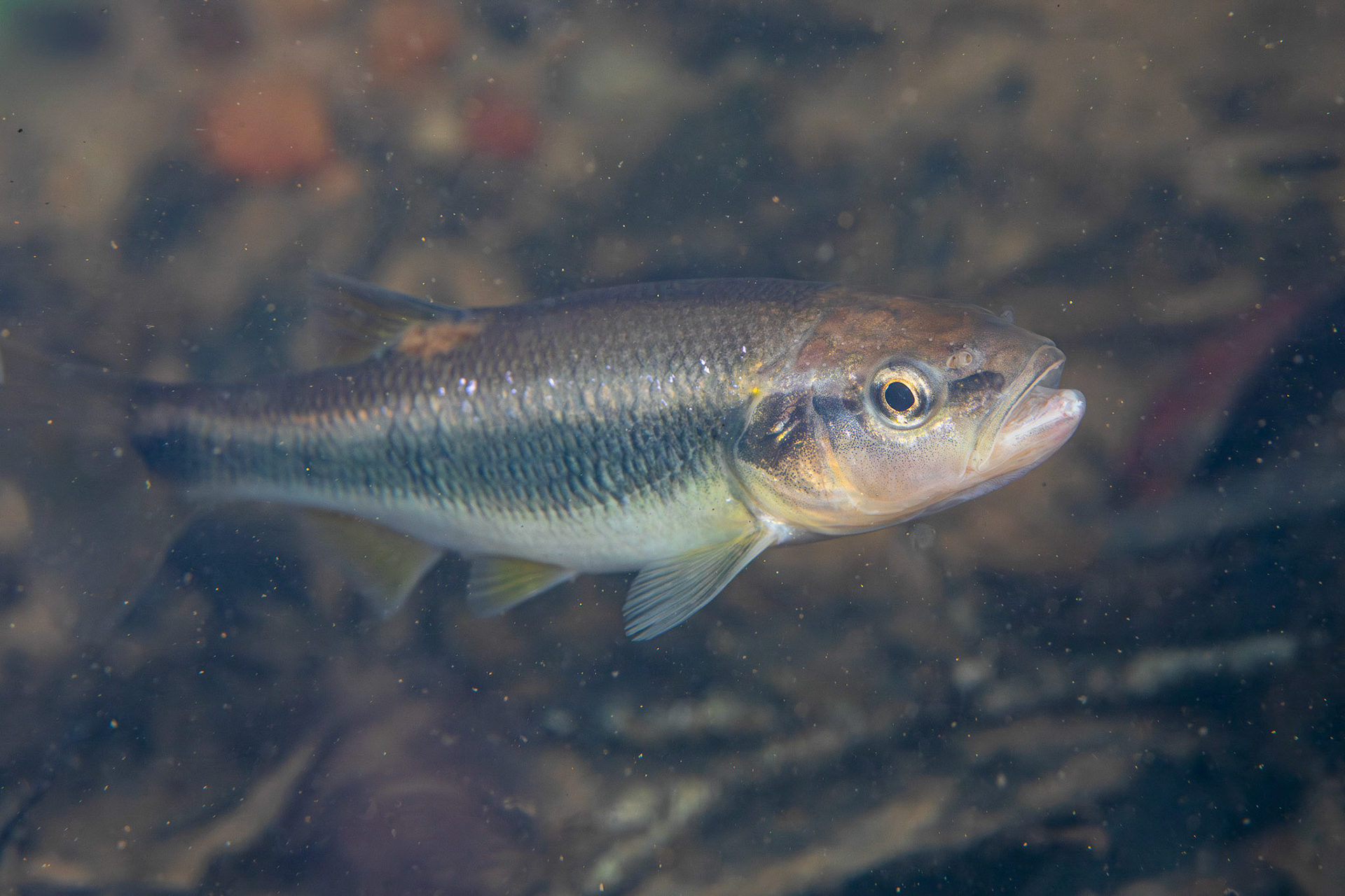 Dixie Chub