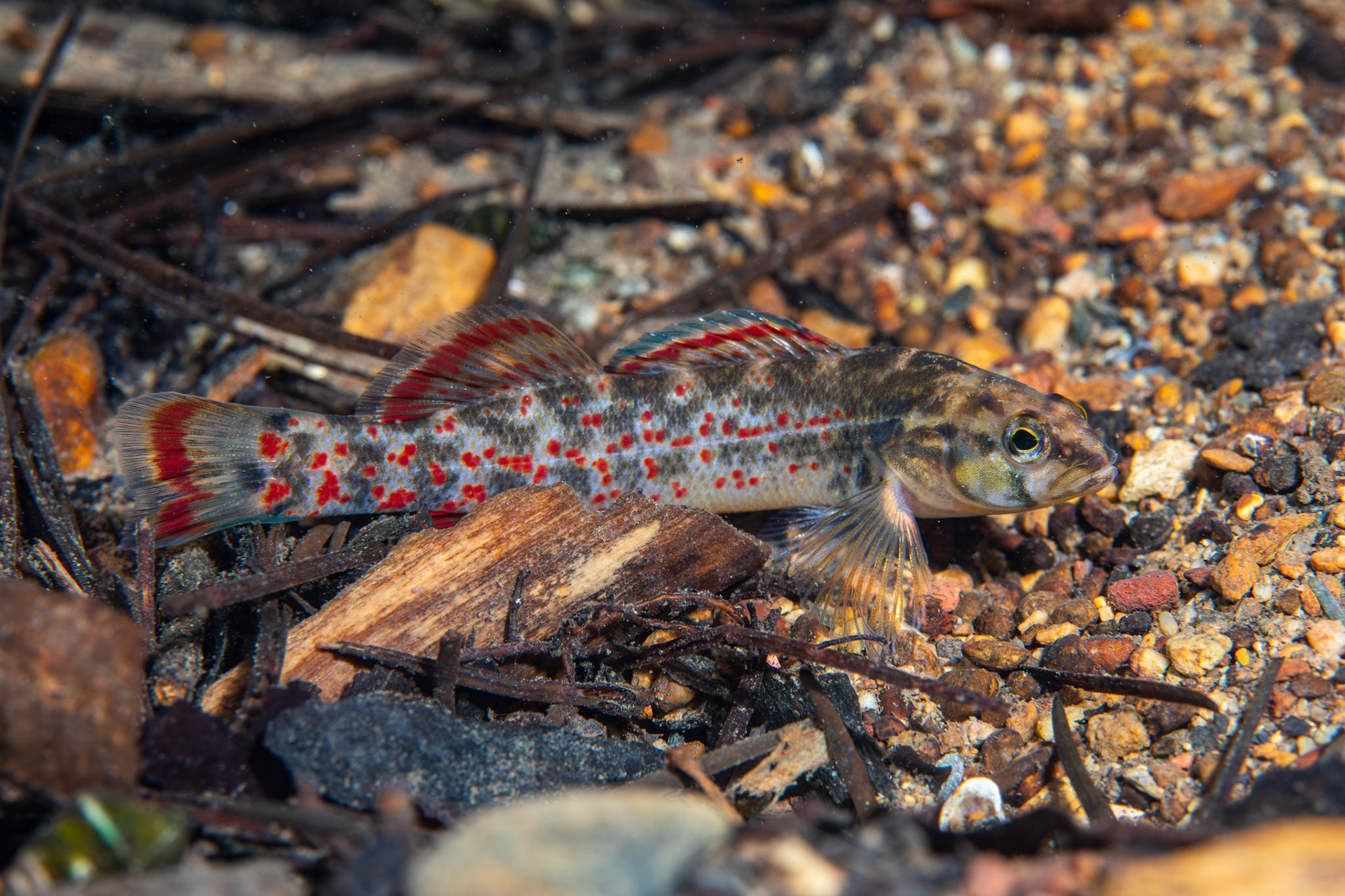 Redspot Darter
