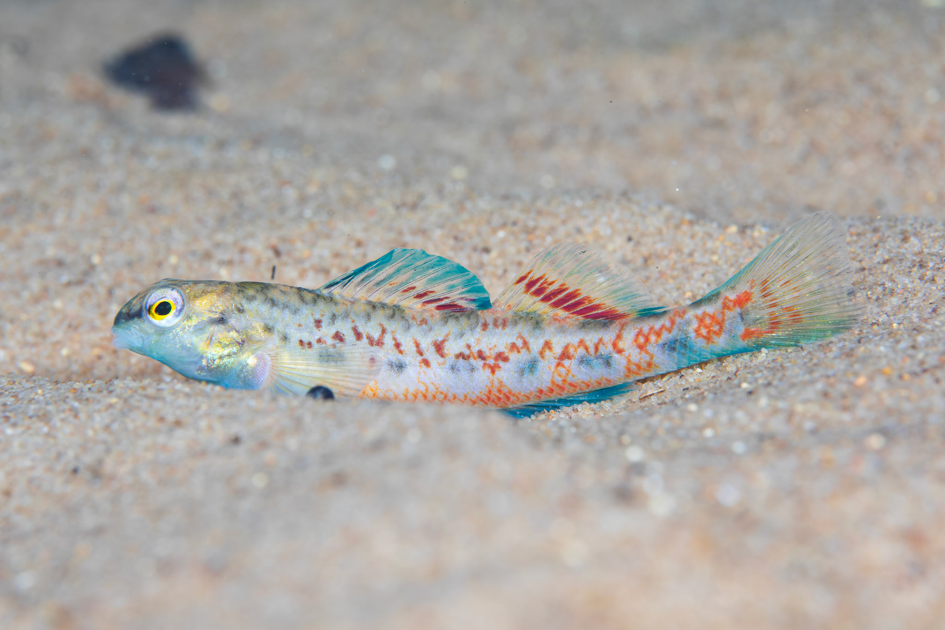Tombigbee Darter