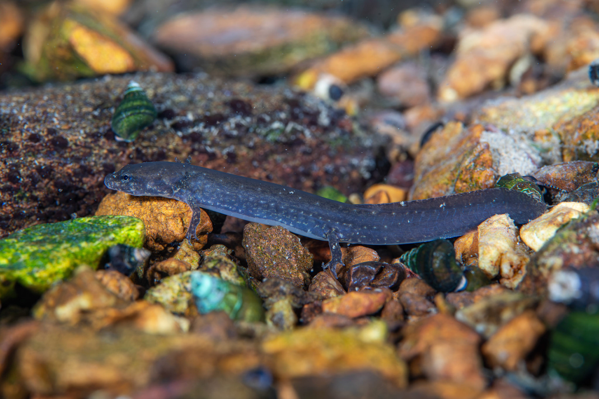 Eurycia sp.