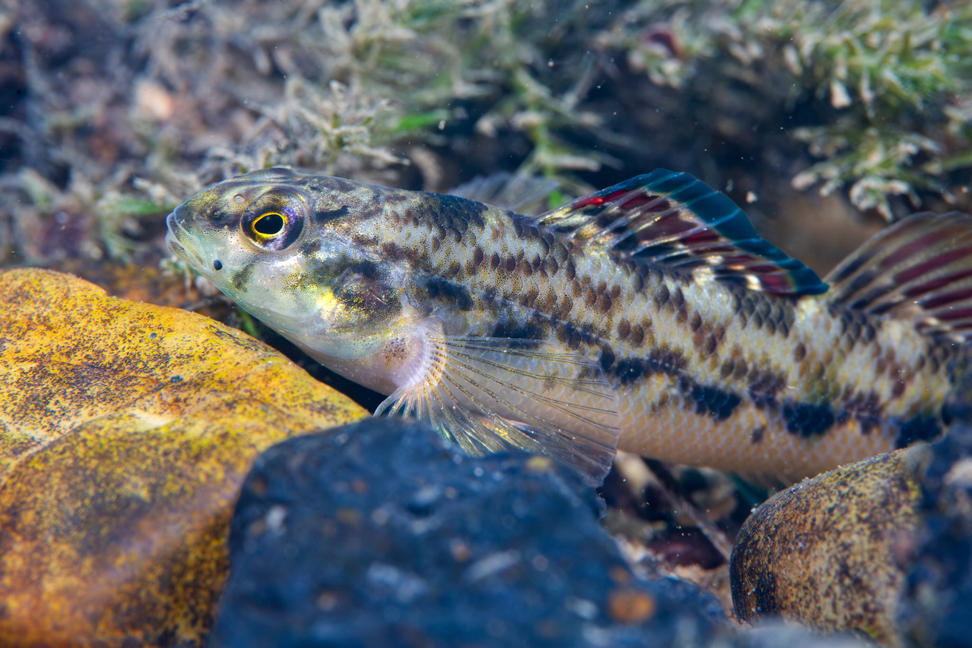 Coosa Darter