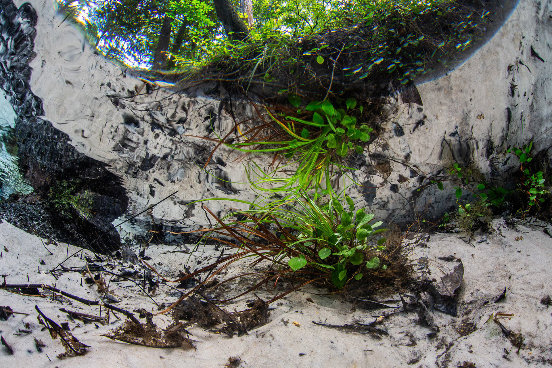 Spring head vegetation