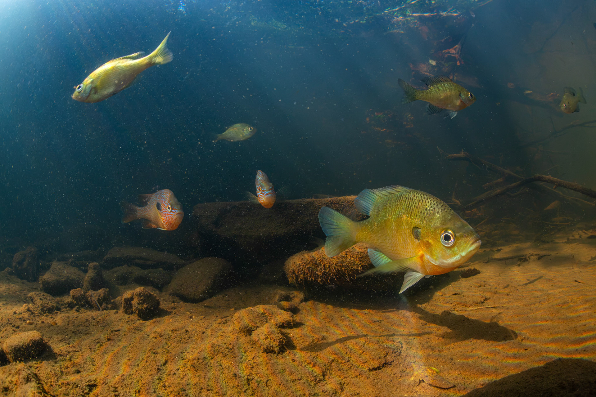 Bluegill and Longear Sunfish