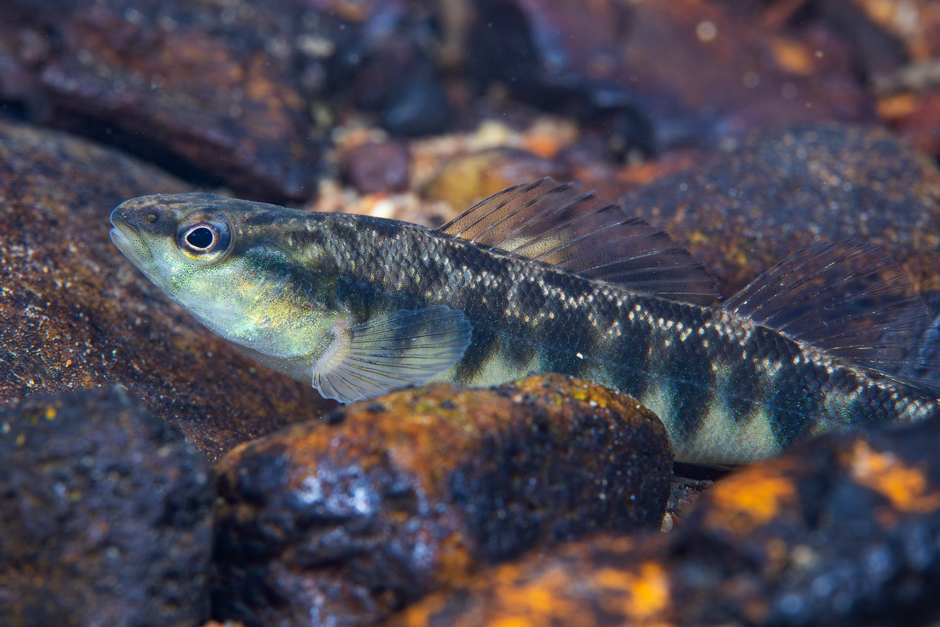 Blackbanded Darter