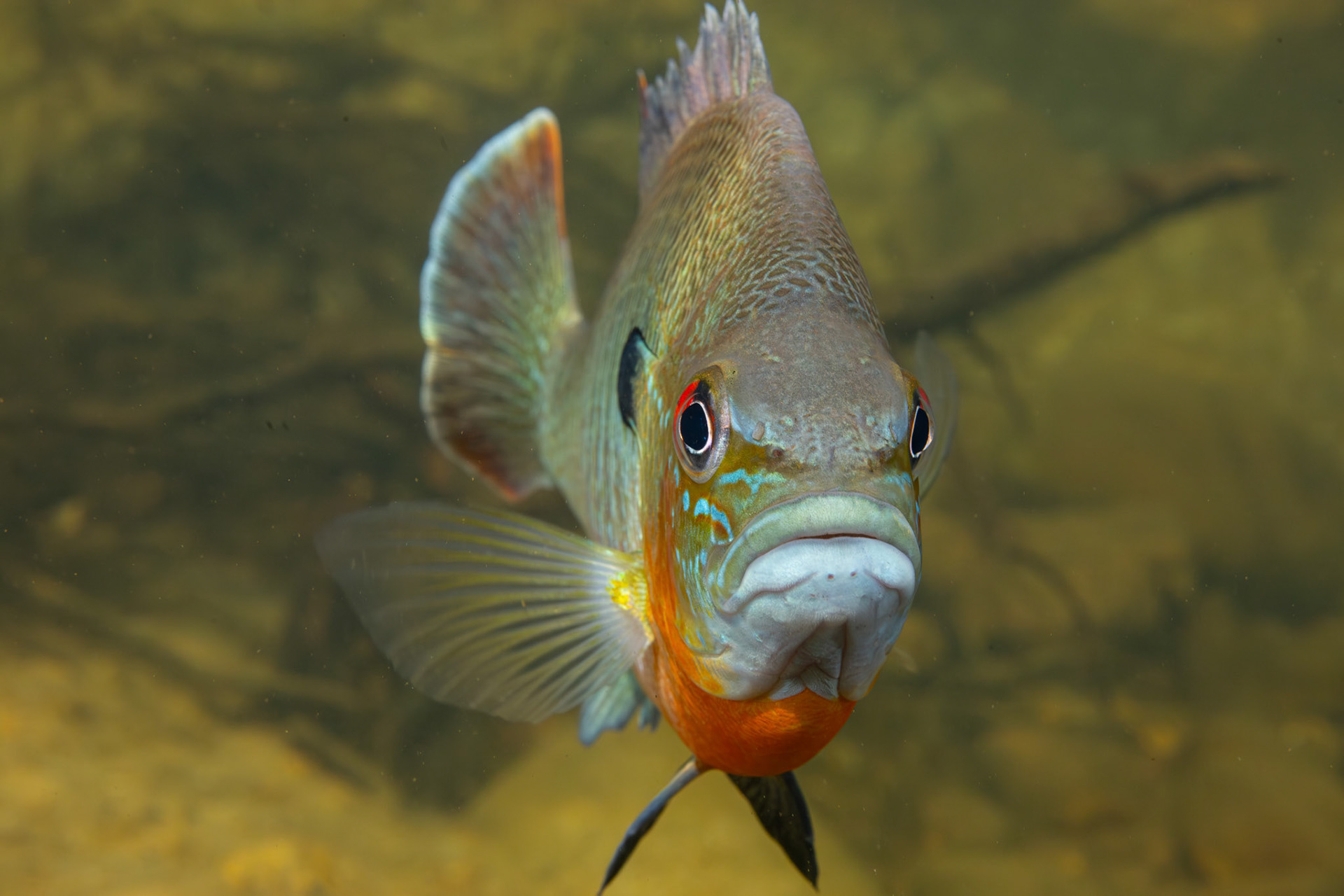Redbreast Sunfish