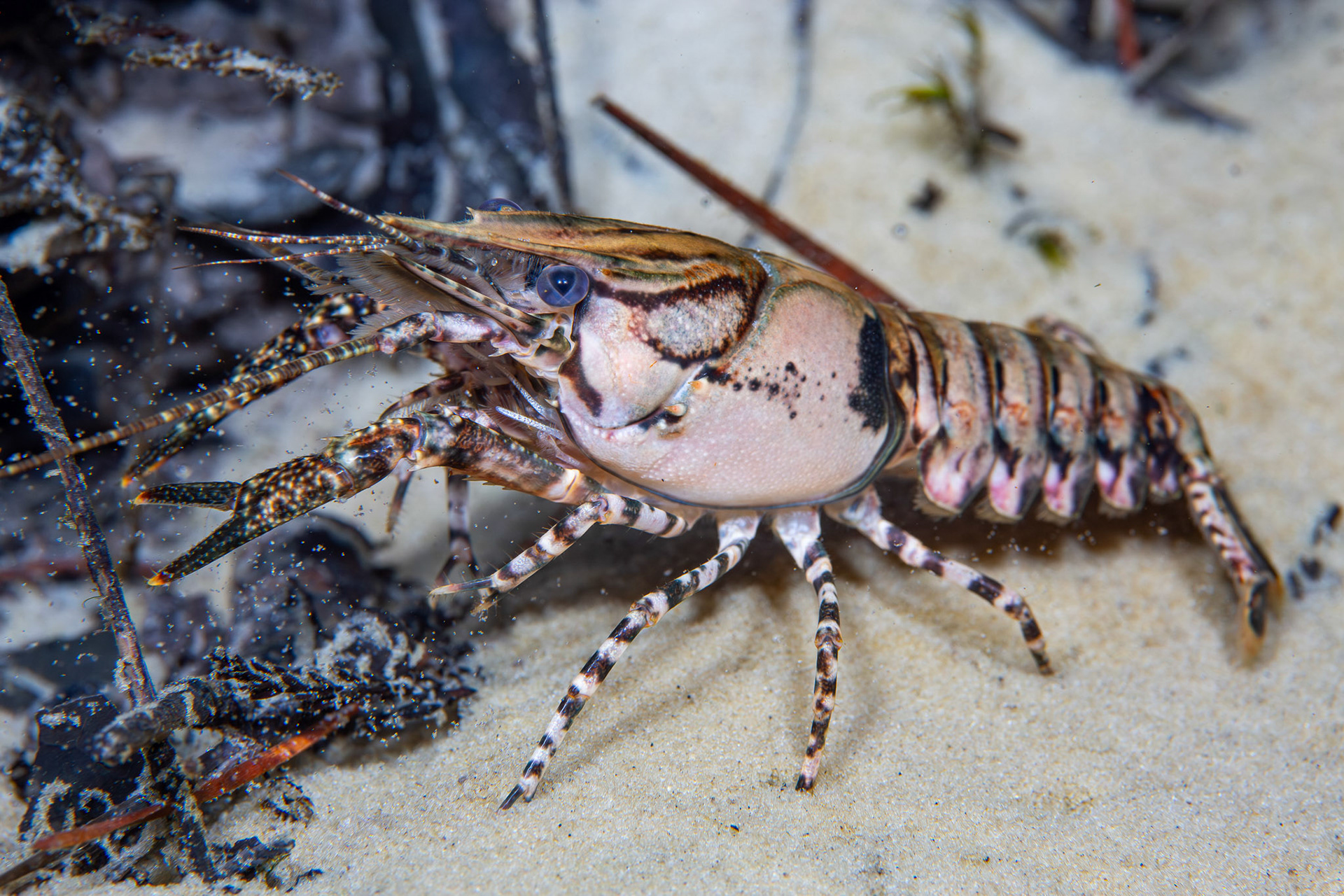 Sly Crayfish