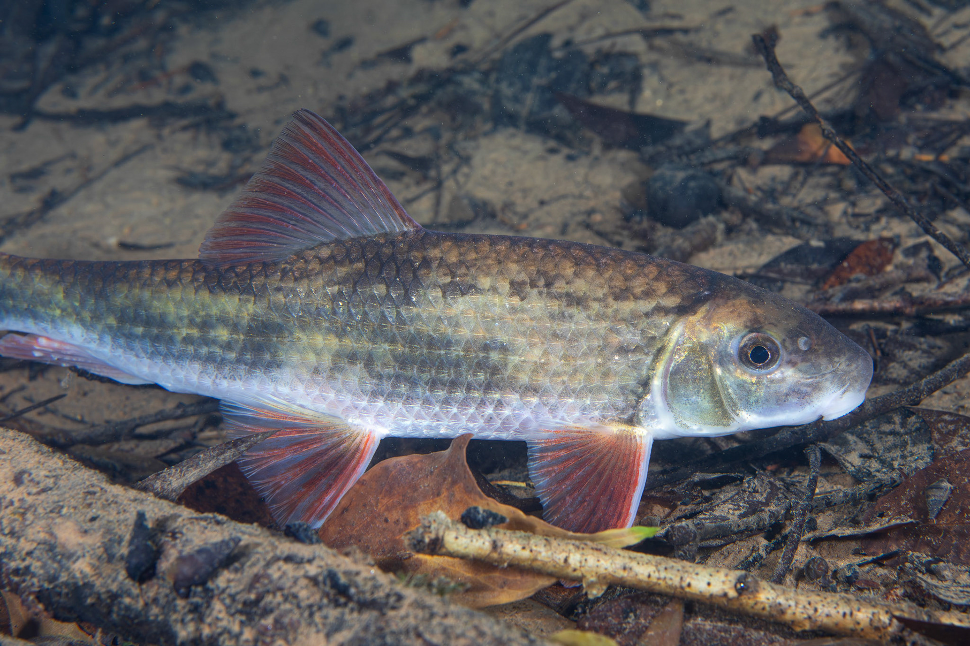 Blacktail Redhorse