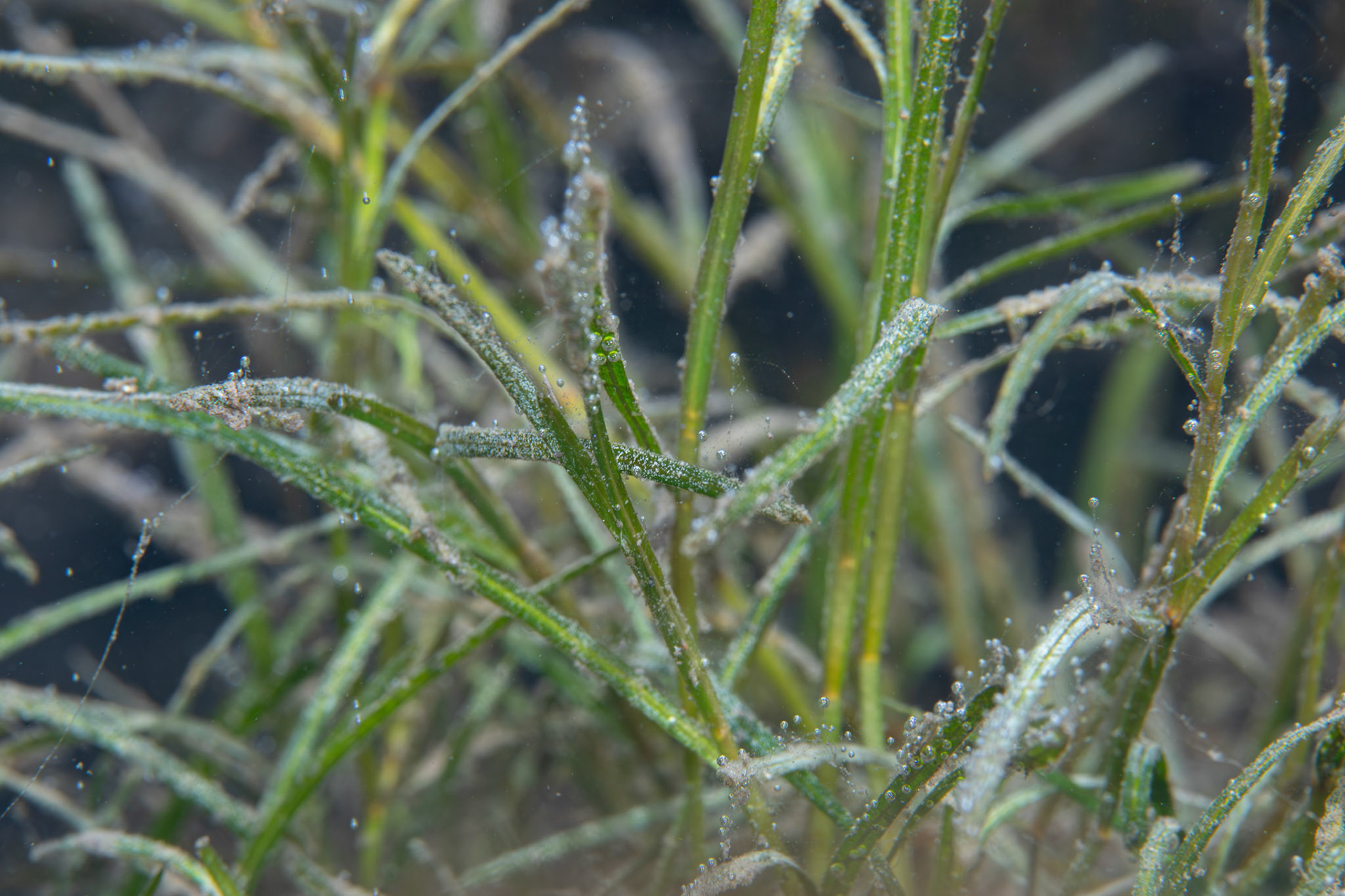 Aquatic Vegetation