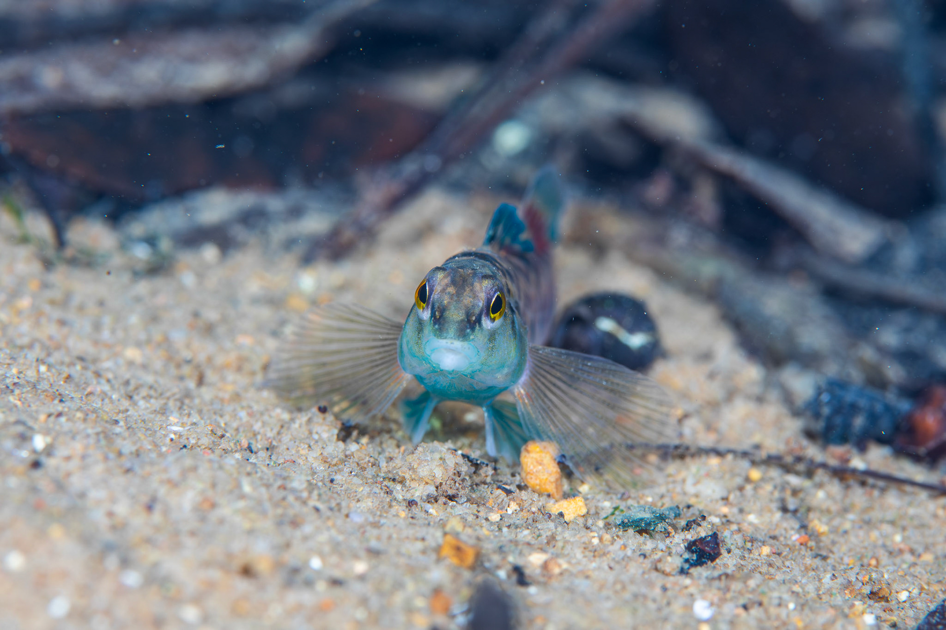 Tombigbee Darter