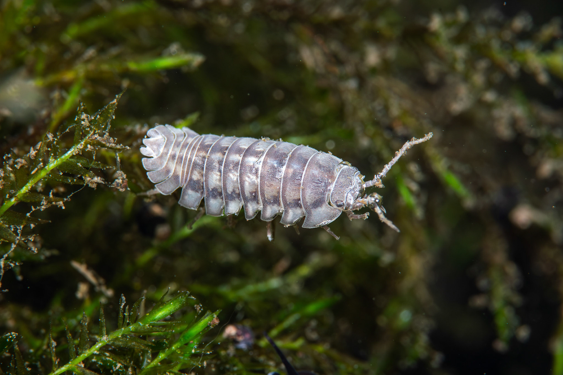 Nosy Pill Woodlouse