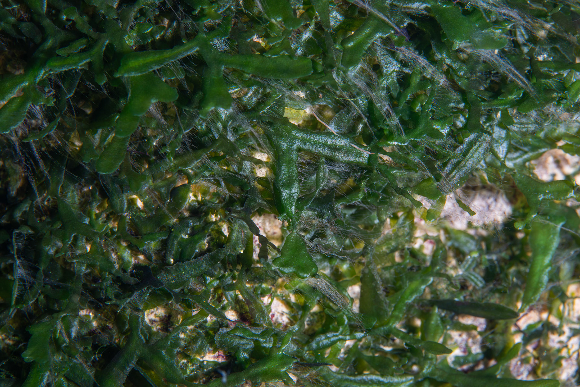 Liverwort