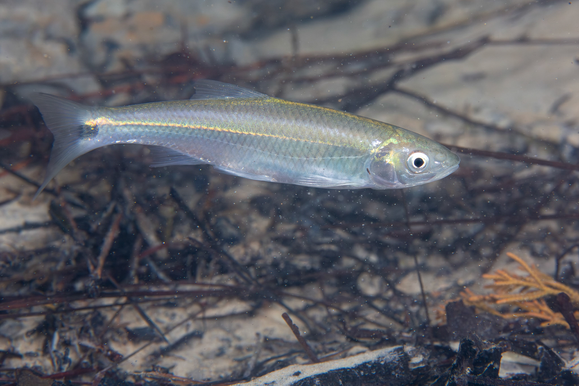 Apalachicola Blacktail Shiner