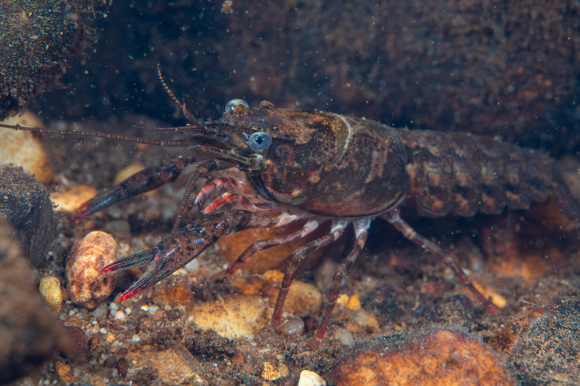 Powerful Crayfish