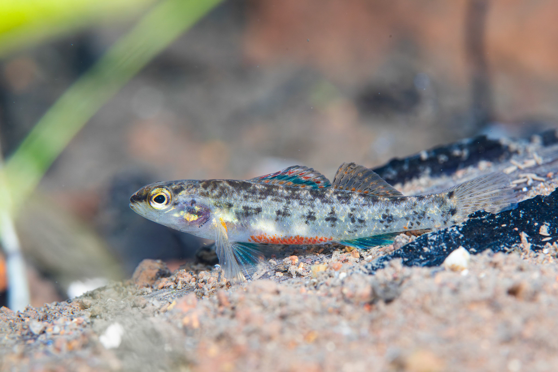 Watercress Darter (Etheostoma nuchale)