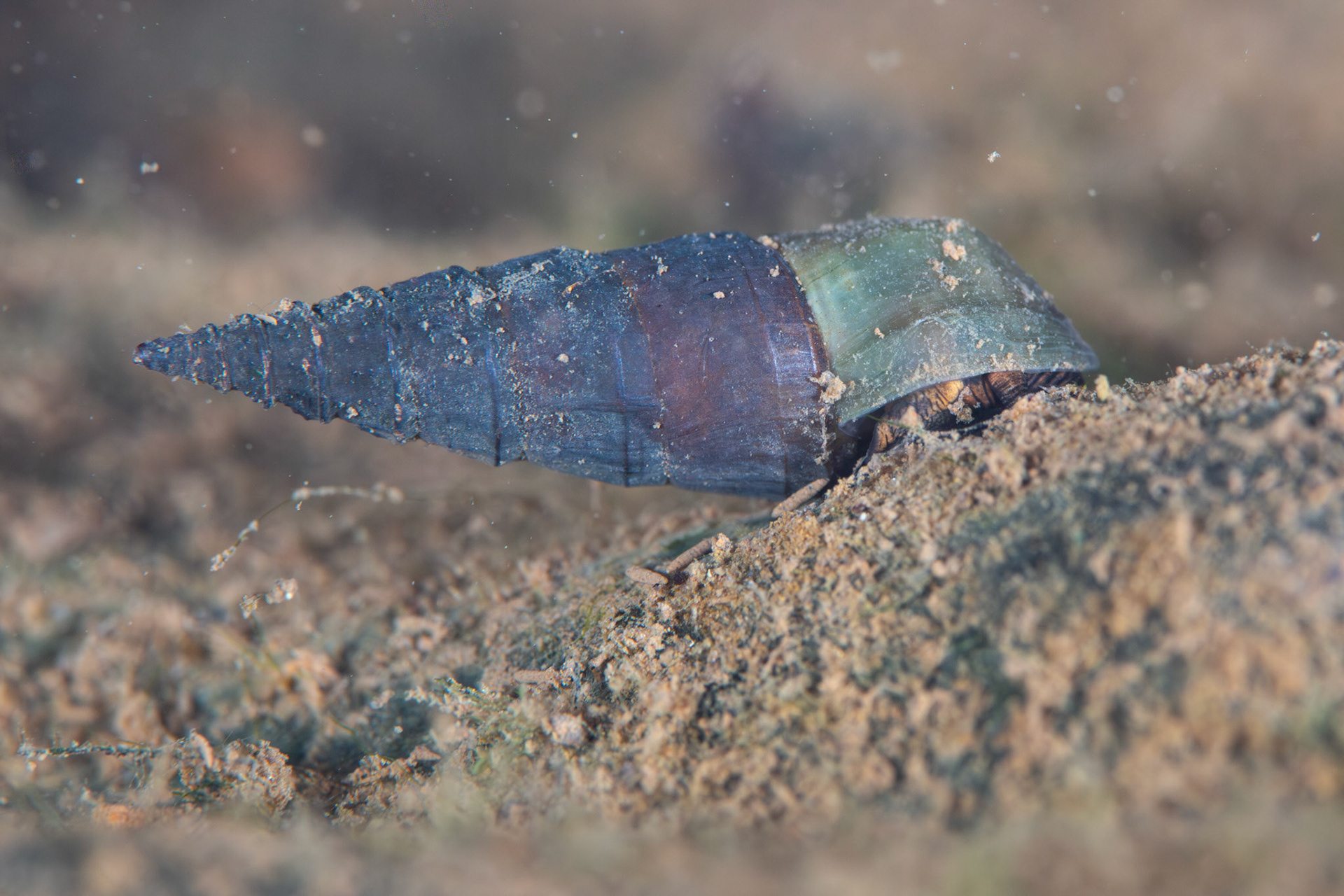 Elimia sp.