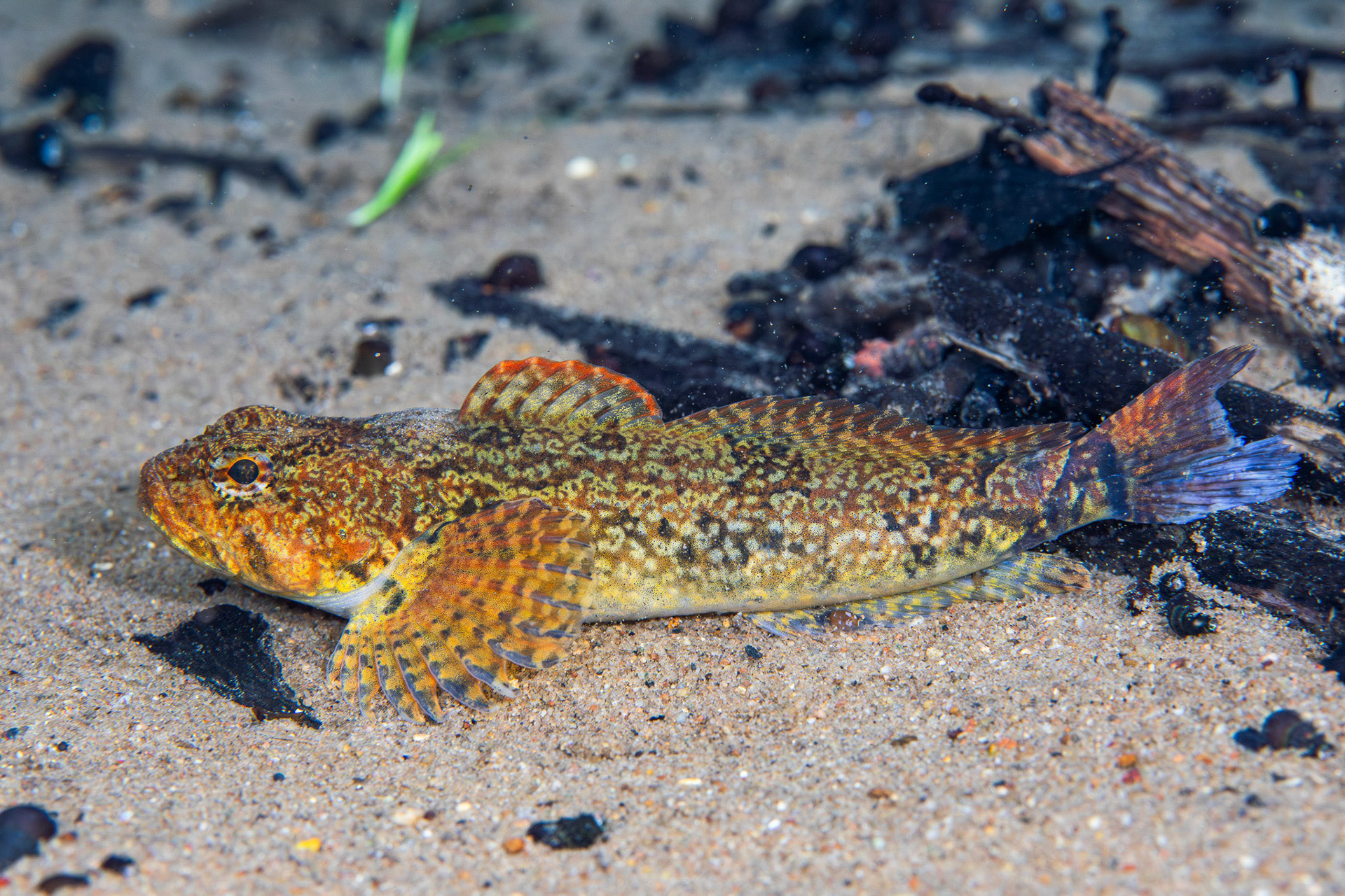 Banded Sculpin