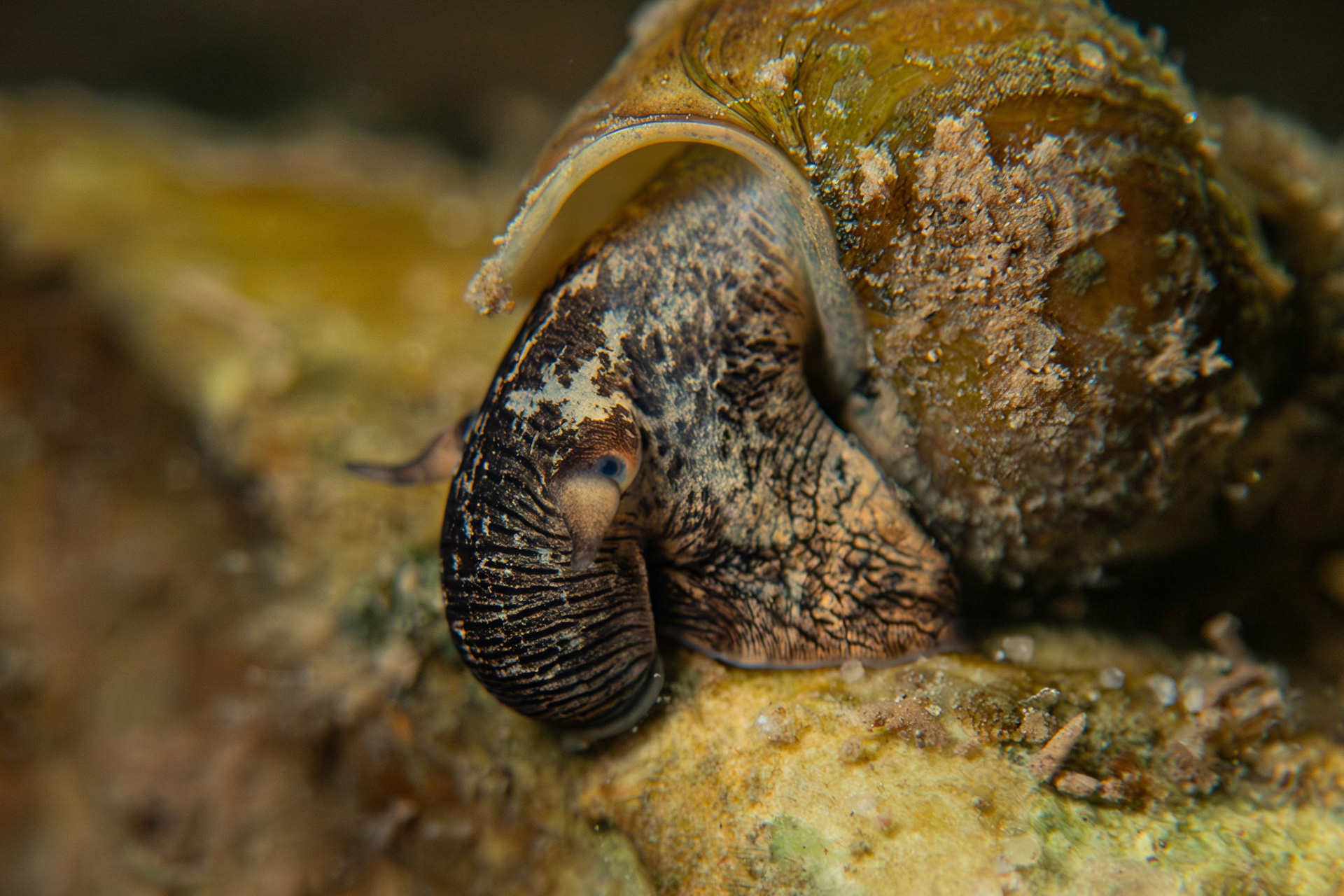 Elimia sp.
