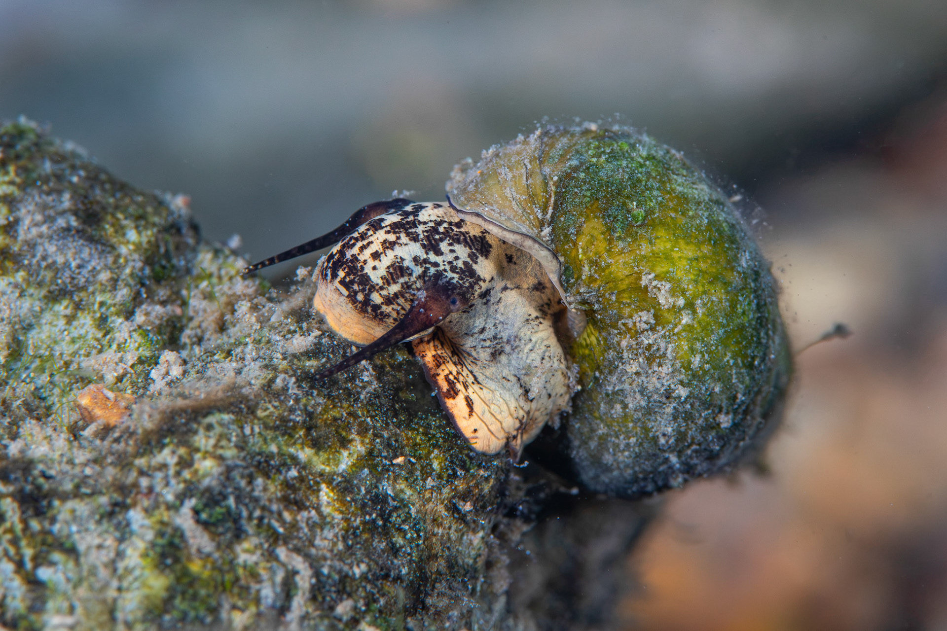 Elimia sp.