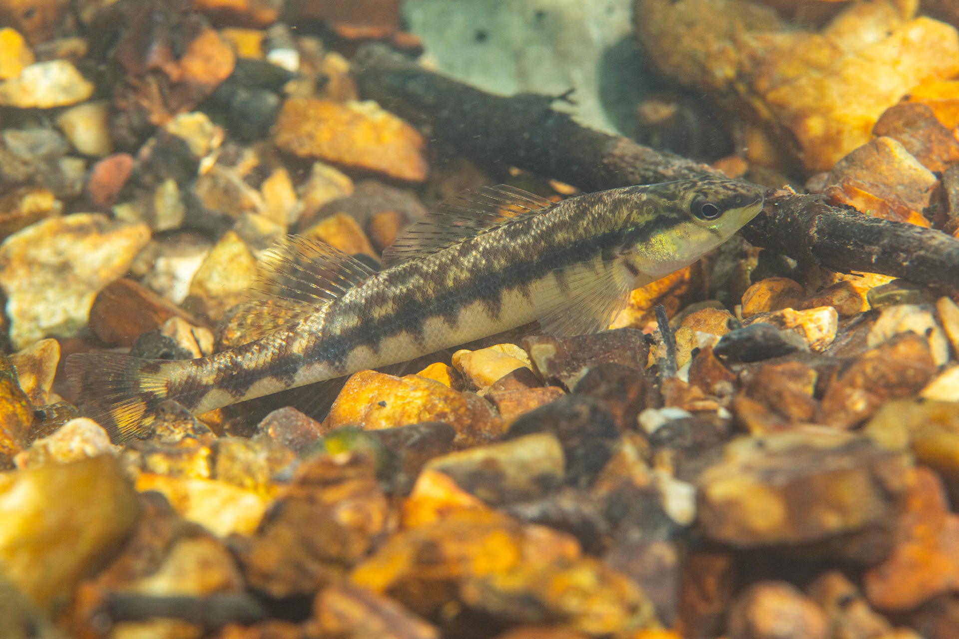 Blackbanded Darter (Percina nigrofasciata)
