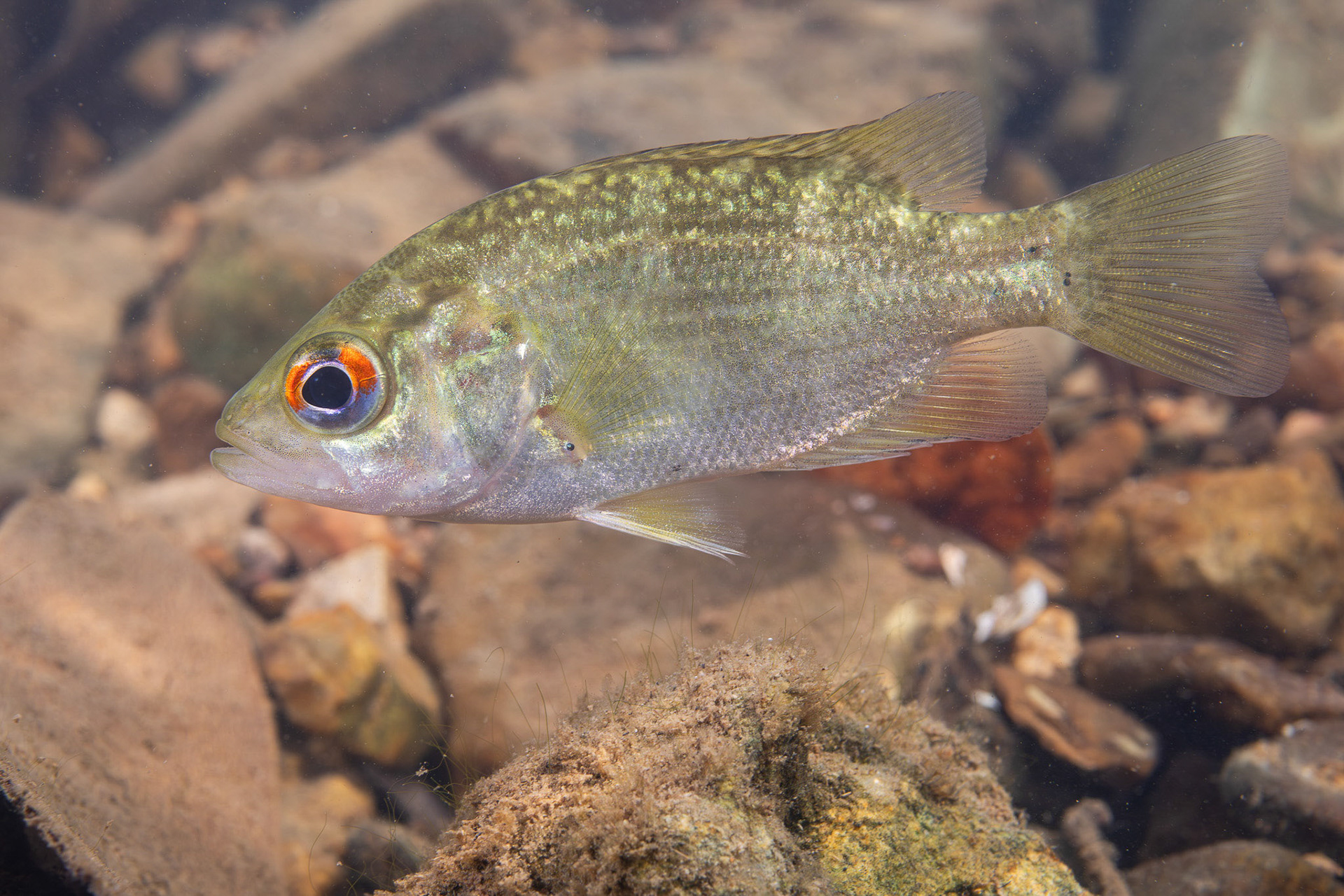Rock Bass