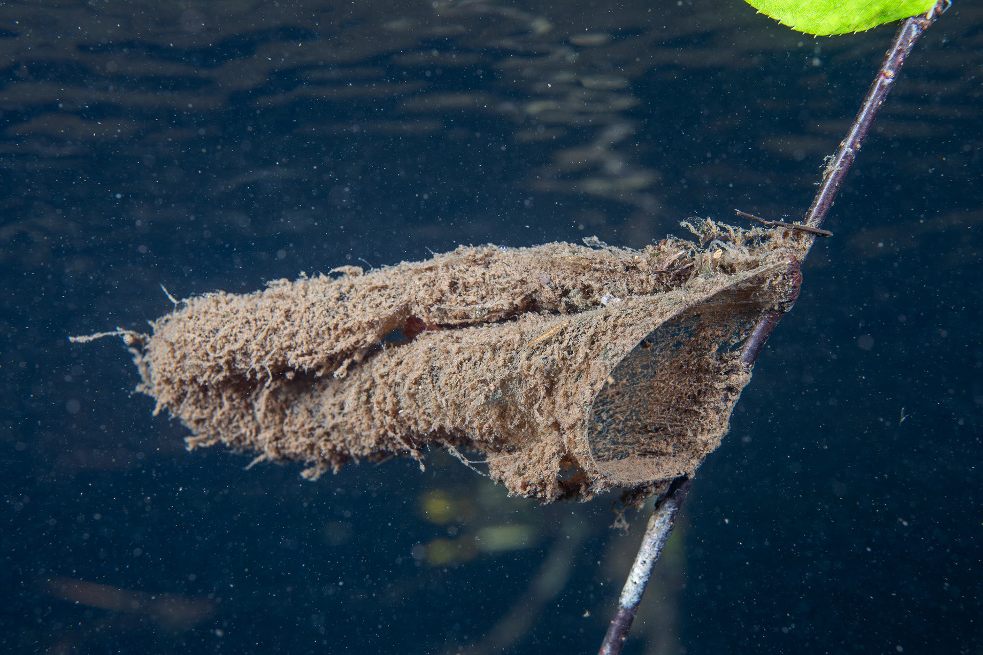 Caddisfly Net