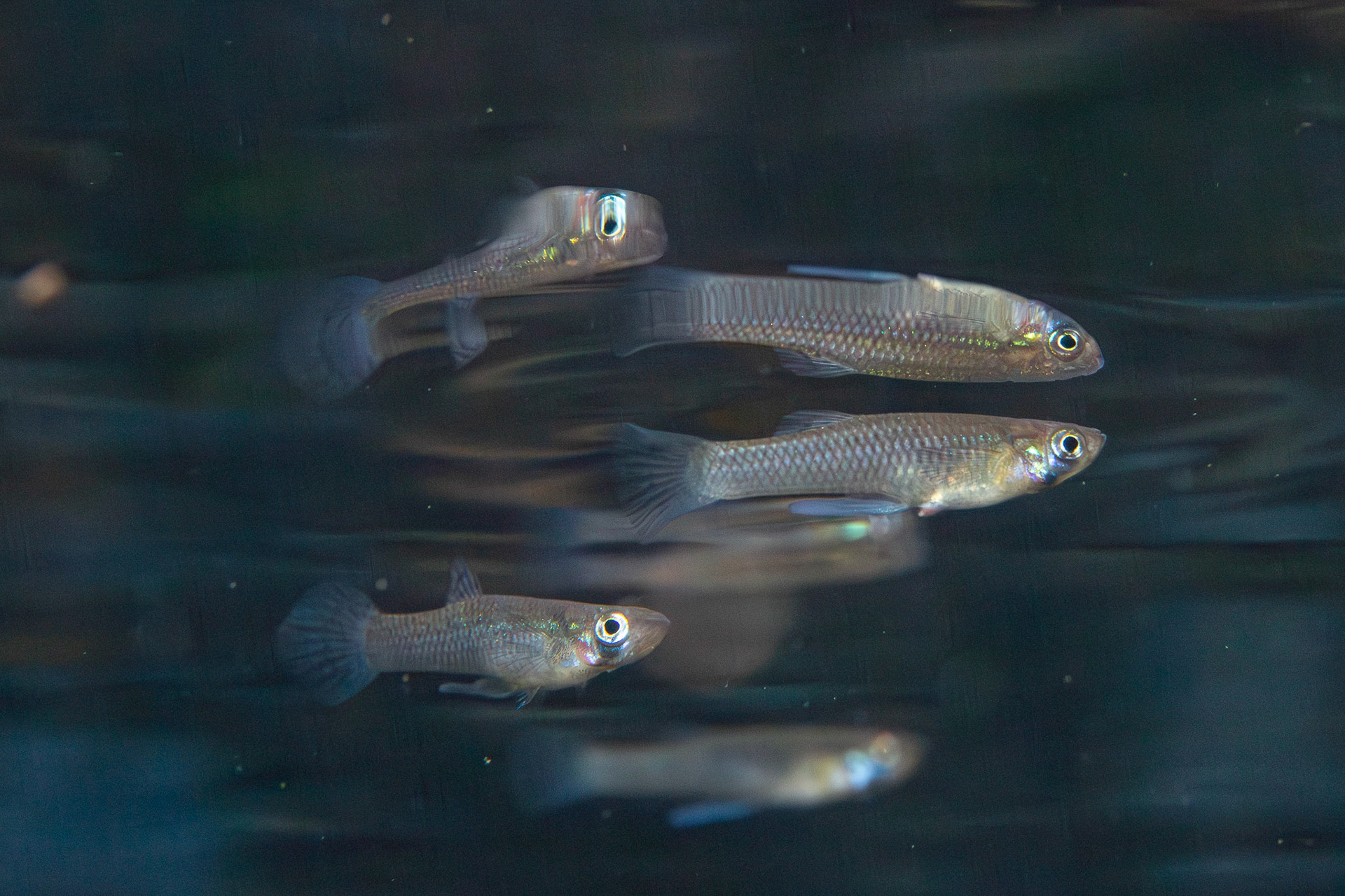Eastern Gambusia