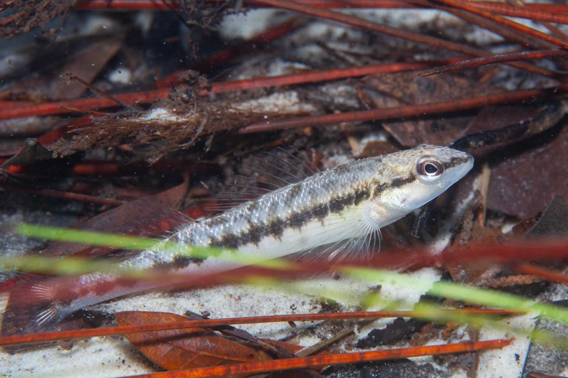 Blackbanded darter (Percina nigrofasciata)