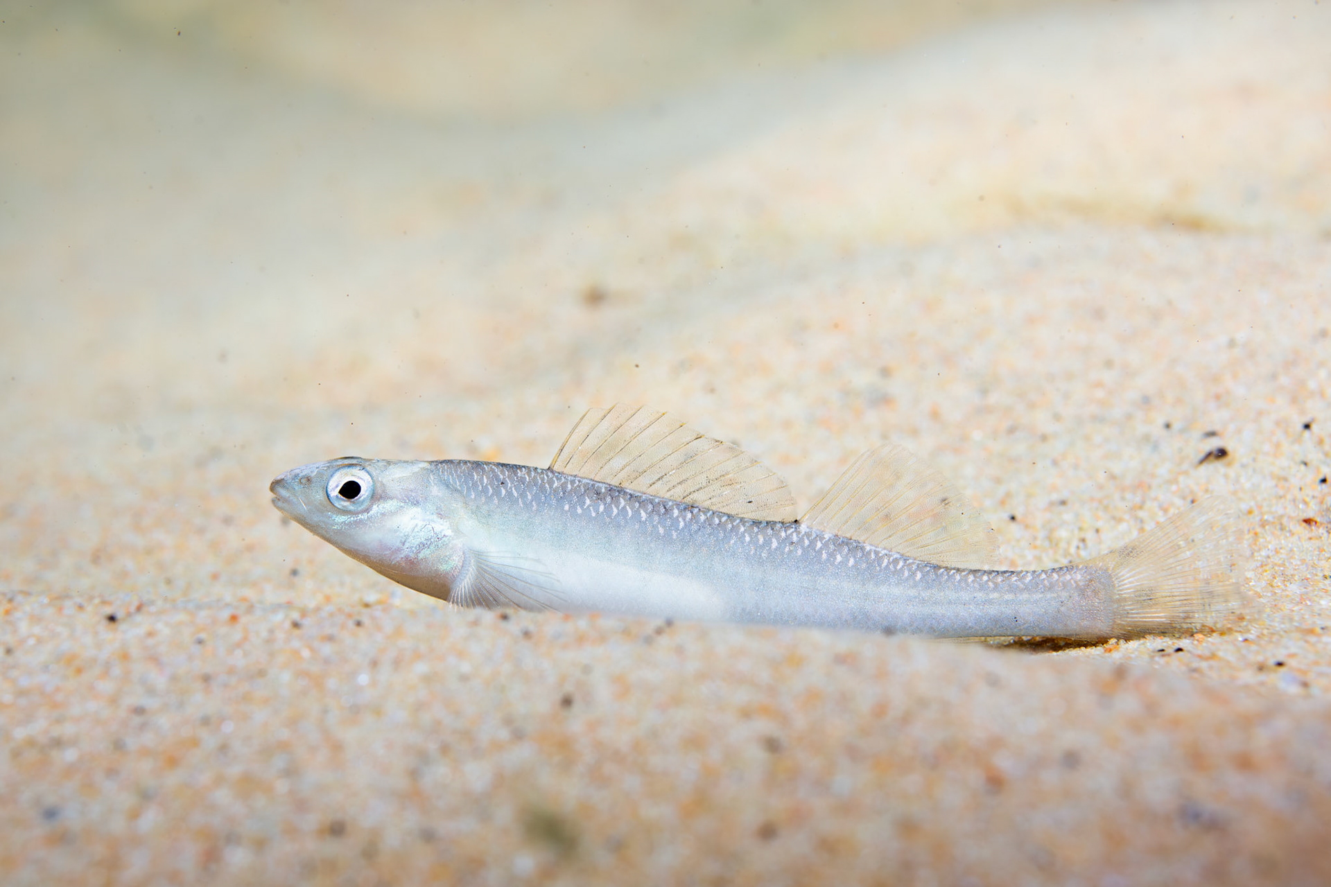 Blackbanded darter (Percina nigrofasciata)