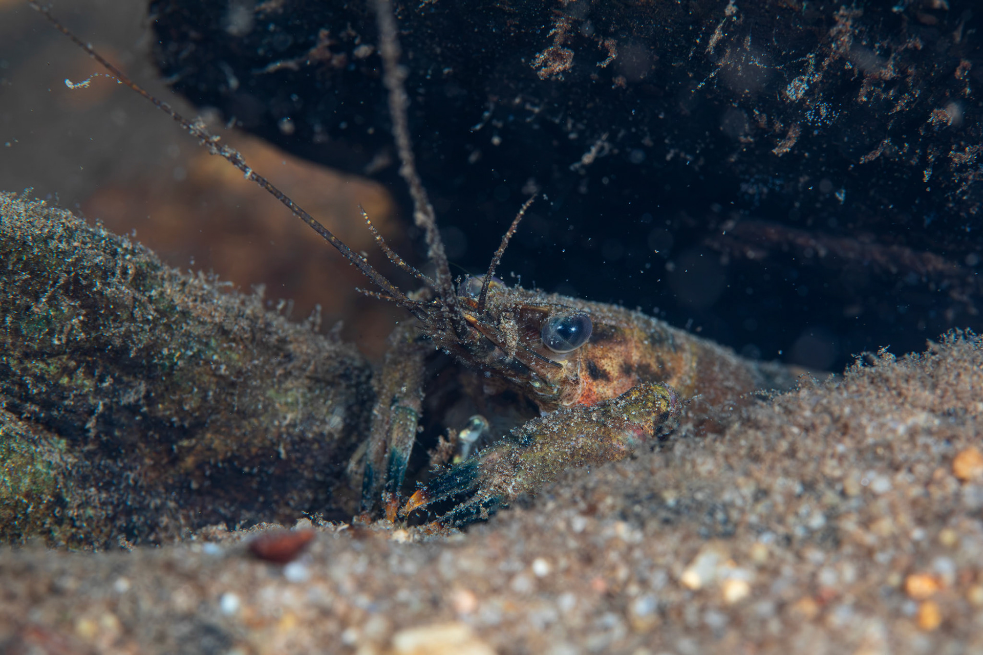 Powerful Crayfish