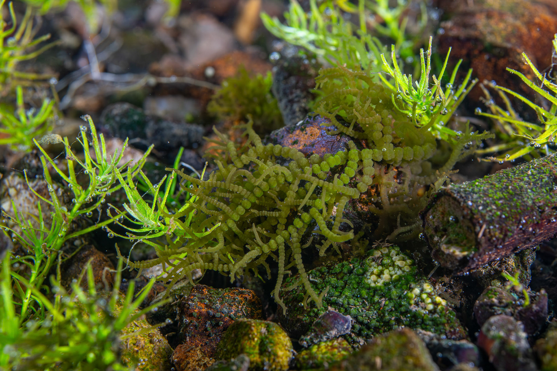 Frog-spawn Algae