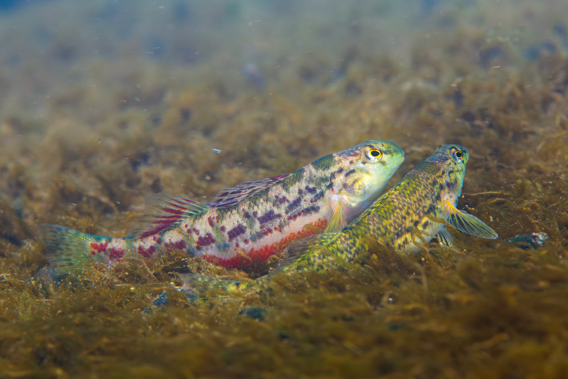 Vermilion darter (Etheostoma chermocki)