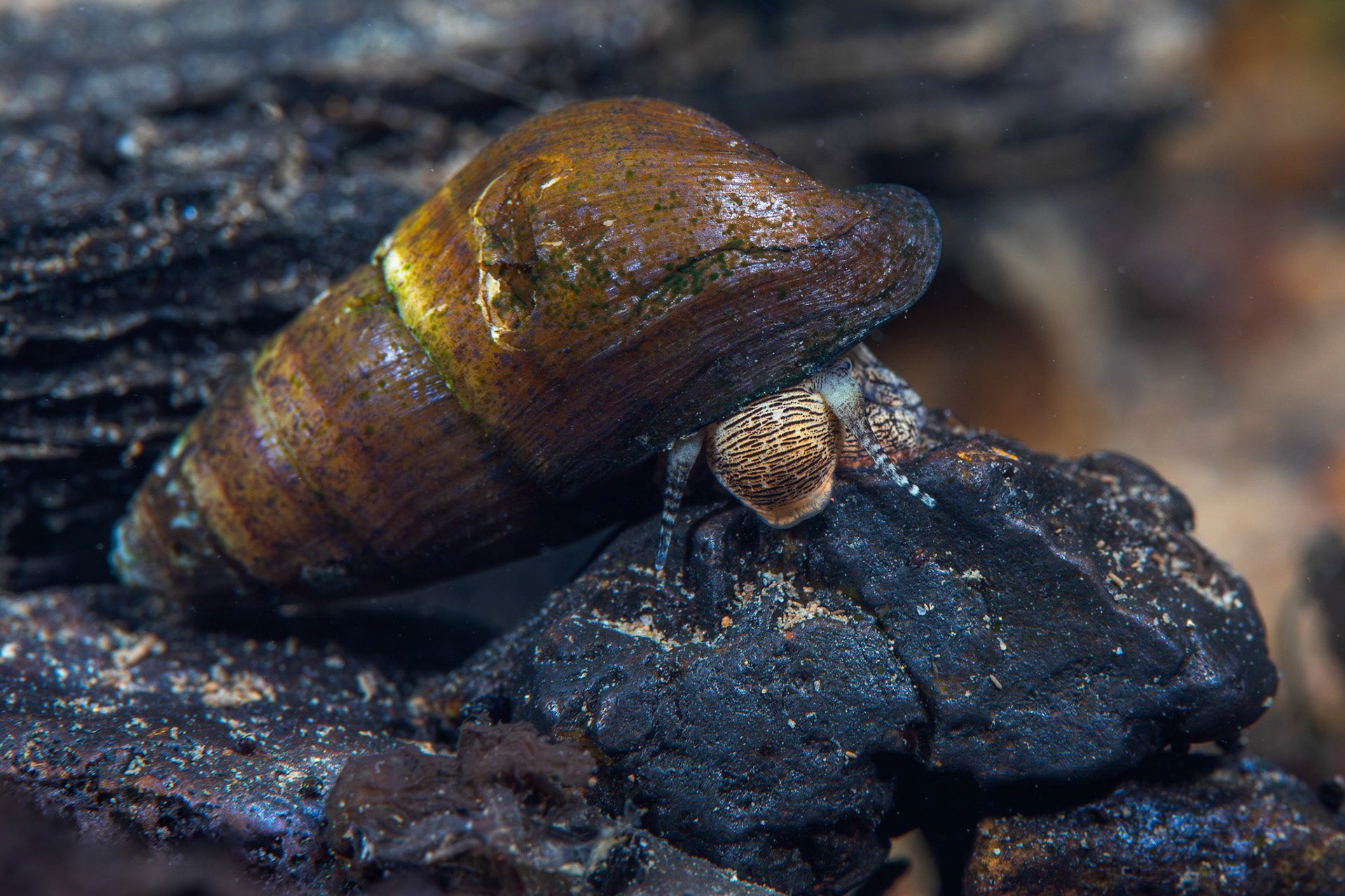 Elimia sp.