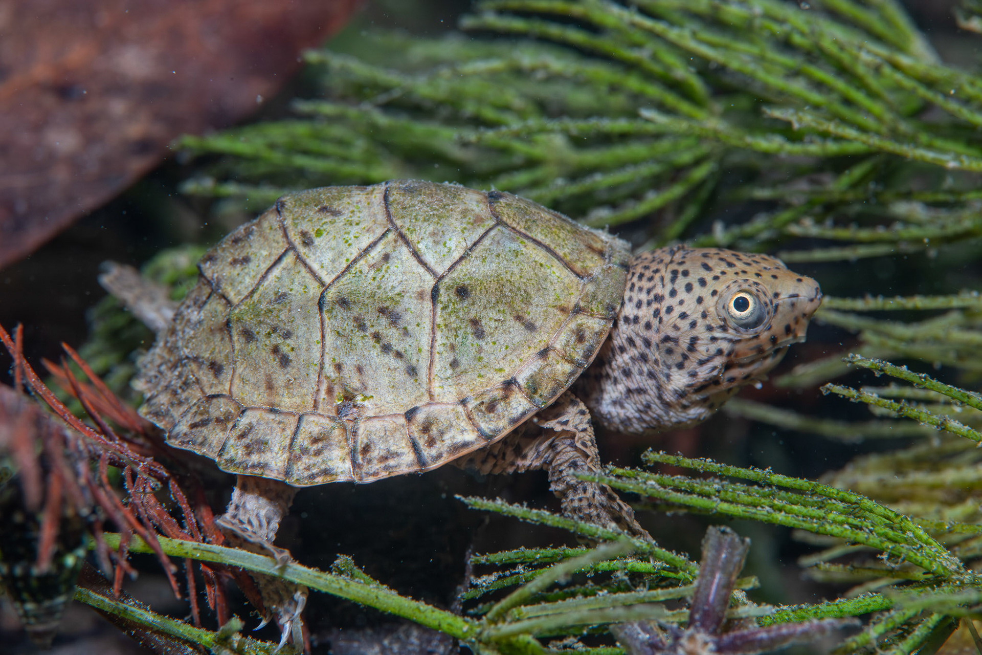 Loggerhead Musk Turtle