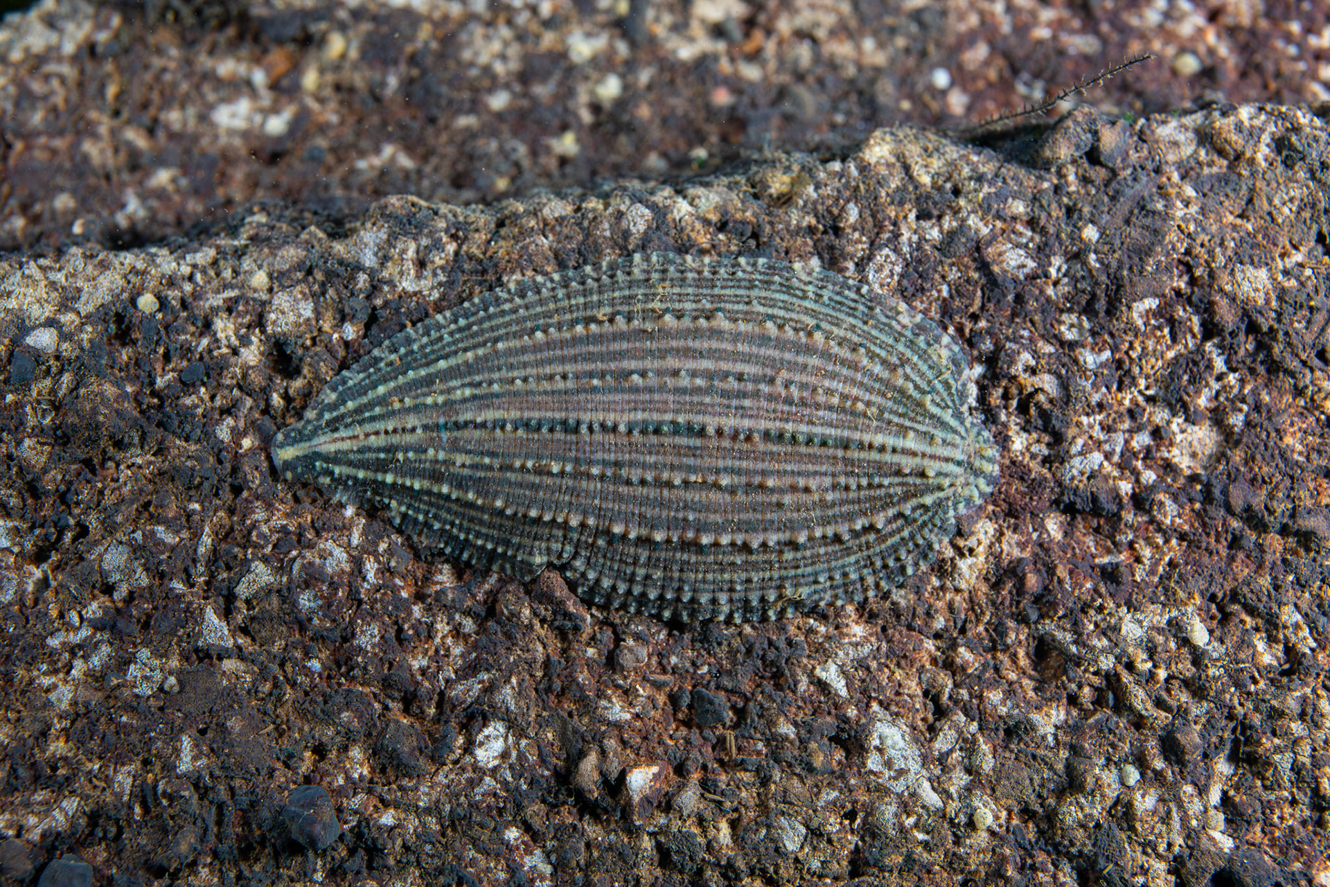 Placobdella Leech