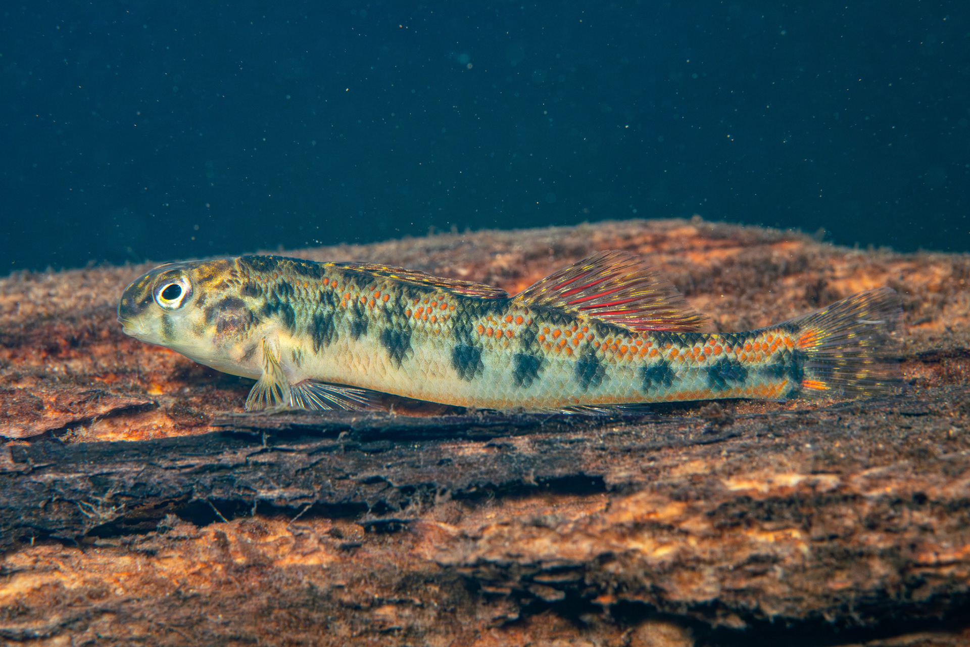 Tennessee Snubnose Darter
