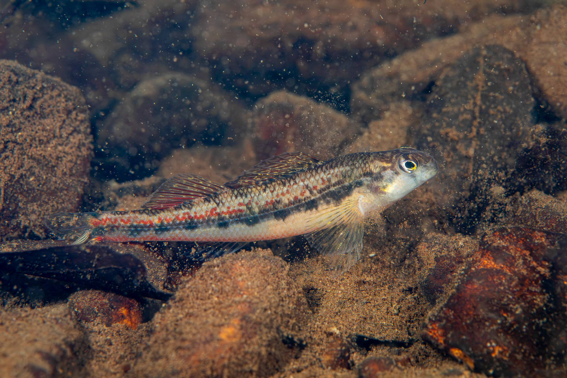 Blackstripe Snubnose Darter