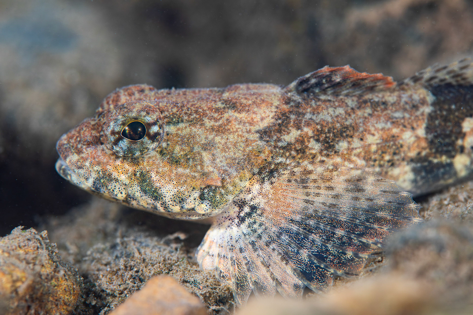 Spotted Sculpin