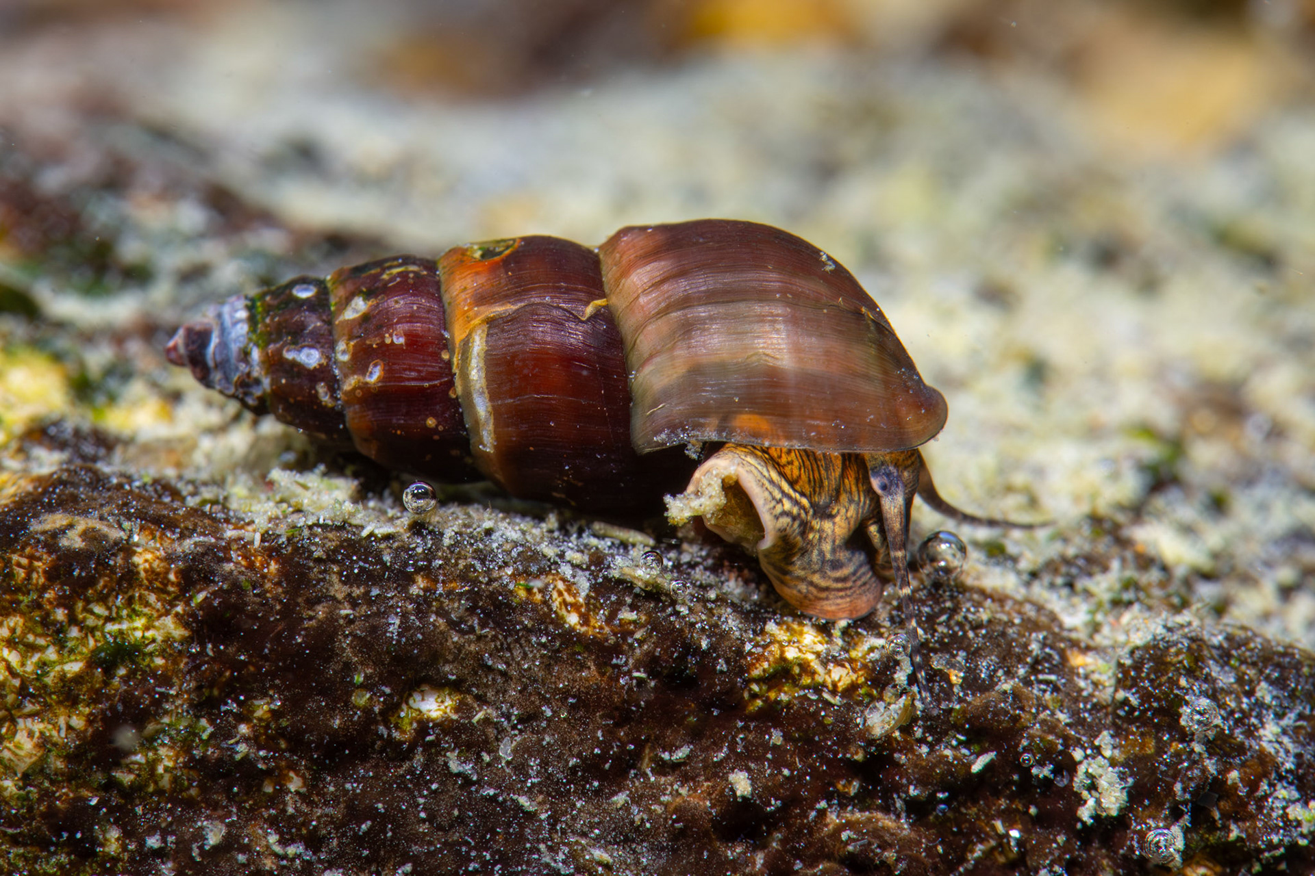Elimia sp.